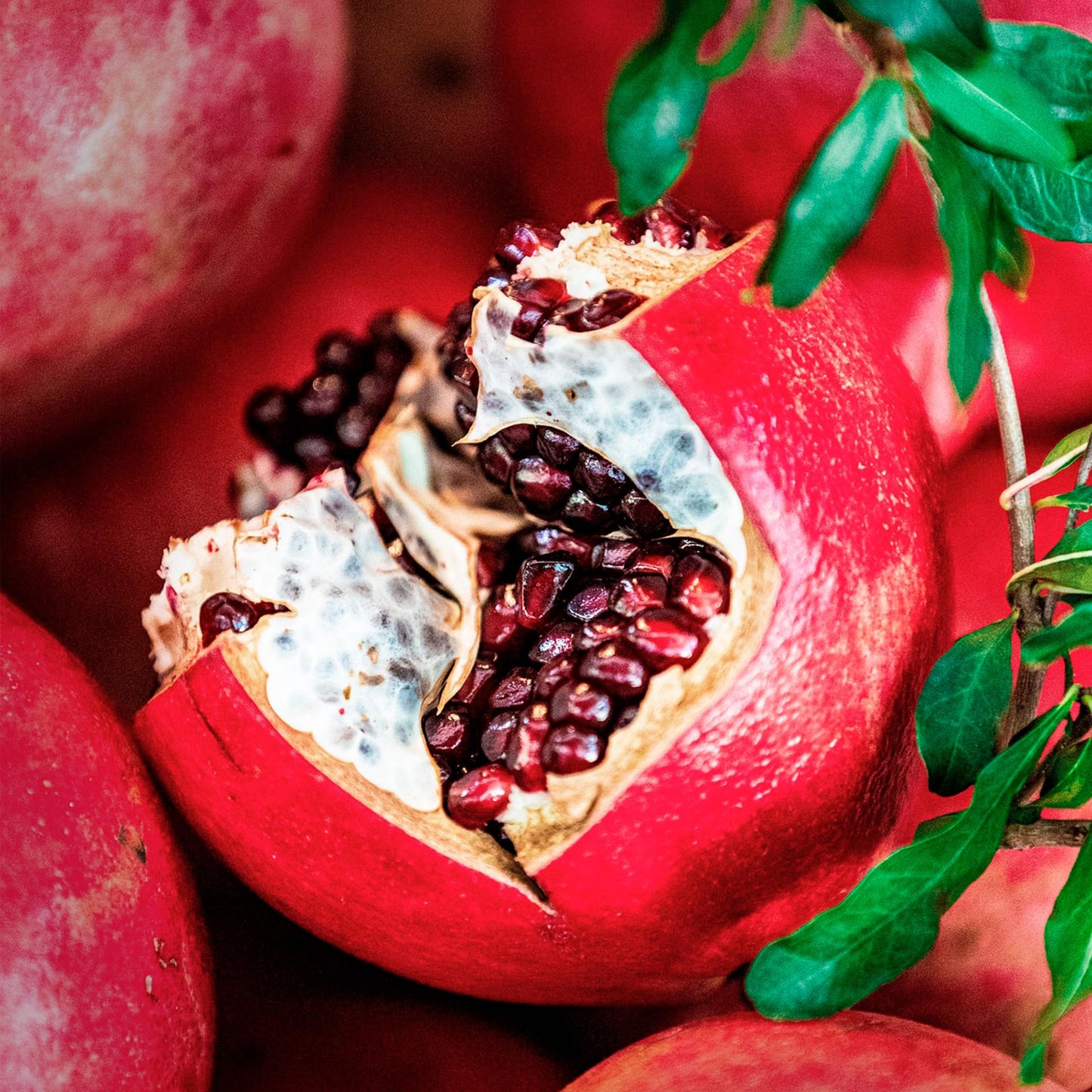 1 Pomegranate Wonderful Tree | Live Sapling in 2.5-inch Nursery Cube | Punica Granatum 'Wonderful' Variety | Hardy Deciduous Trees and Shrubs | Red Fruit-Bearing Plant