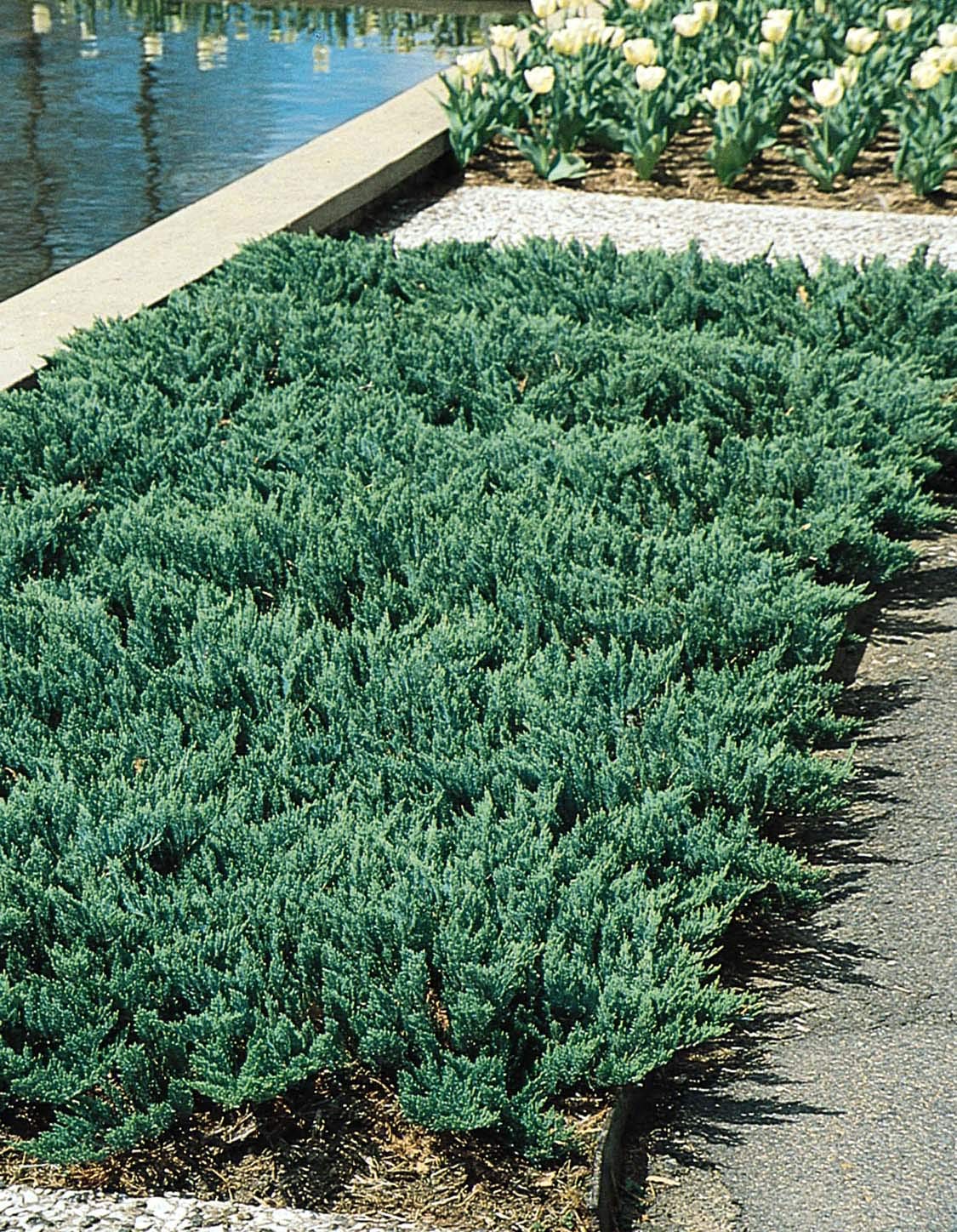 Juniper Blue Chip - 3 Live Plants - Juniperus Horizontalis - Drought Tolerant Cold Hardy Evergreen Ground Cover
