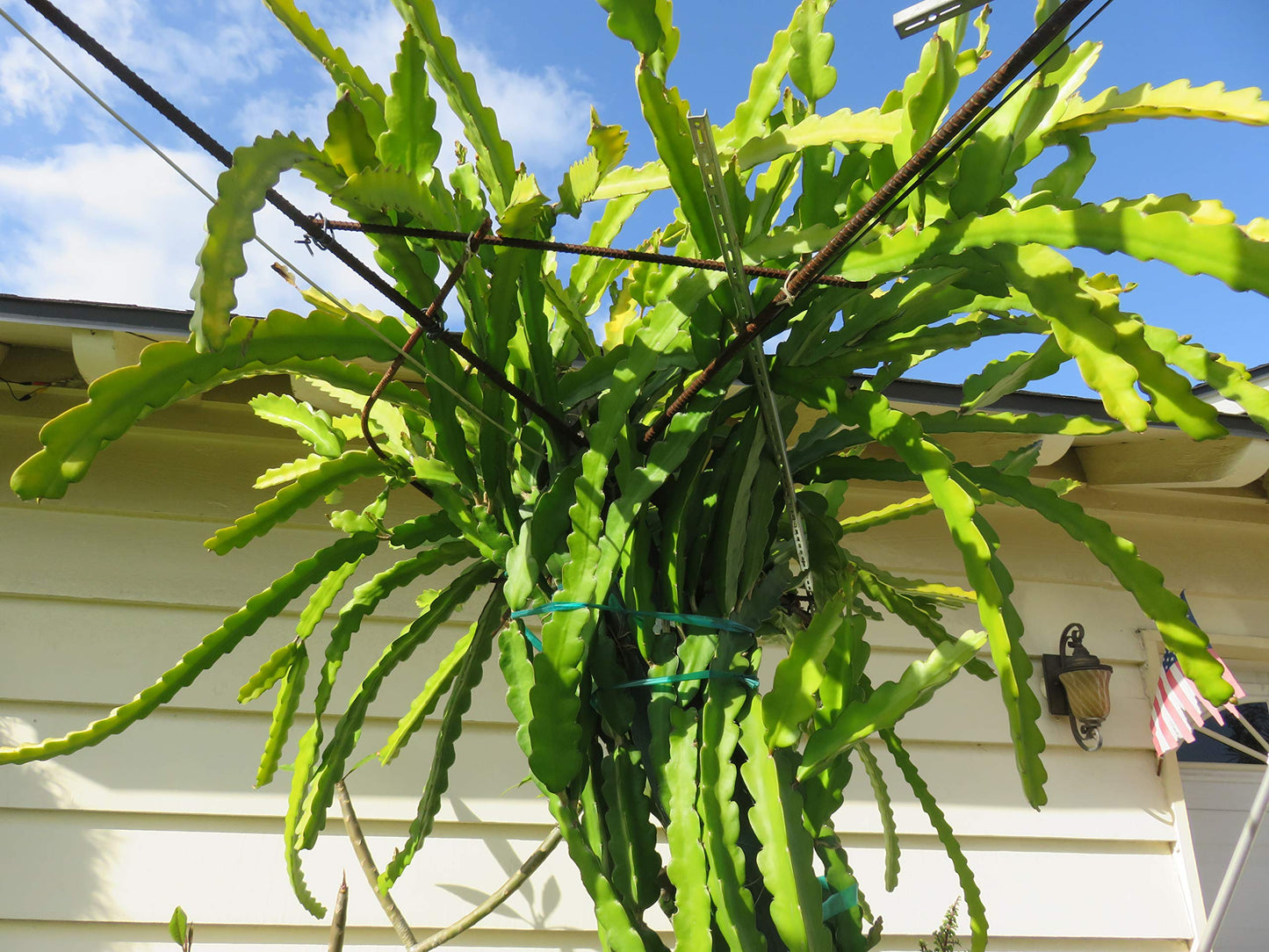 Red Dragon Fruit Fresh Cutting Plant 8" Long Cactus
