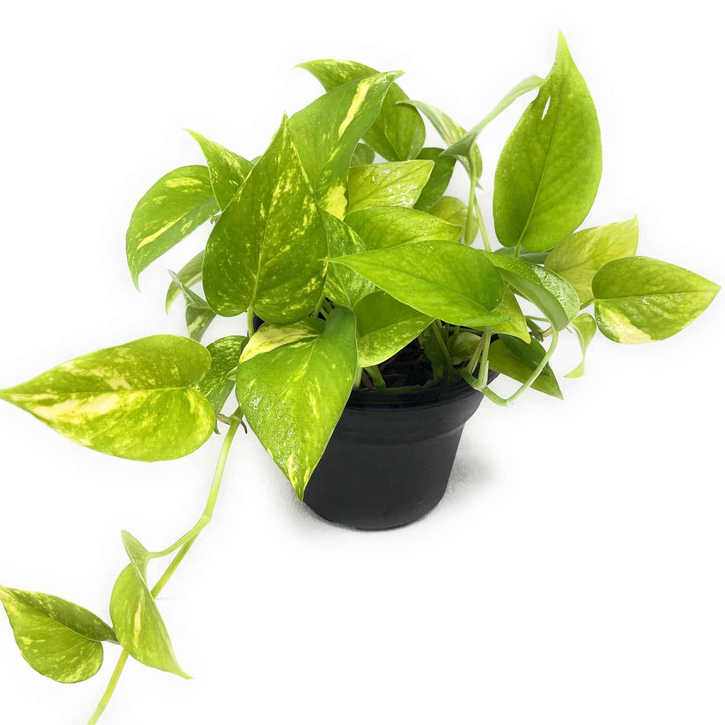 Live Pothos Indoor Houseplants, House Warming Gift, Low Maintenace, Easy to Grow, Air Purifying, Versatile Placement, Gift for Office and Home Decor, 10 to 12 inches Tall