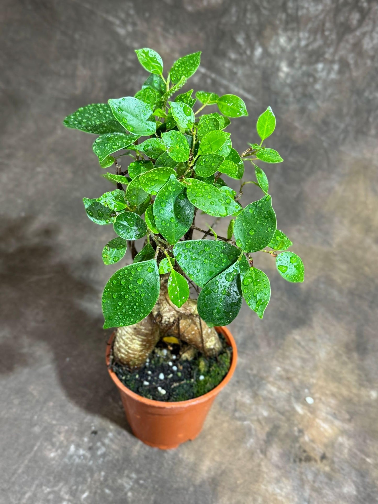 PLANTVERS Bonsai Ginseng in 4" Grow Pot – Ficus Macrocarpa – Bonsaificus – Live Indoor Bonsai Tree – Easy Care Houseplant – Dwarf Ficus Plant for Home or Office Décor