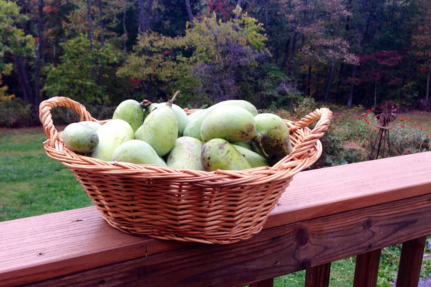 Pawpaw Seeds for Planting 10 Seeds Paw Paw Tree (Asimina Triloba)