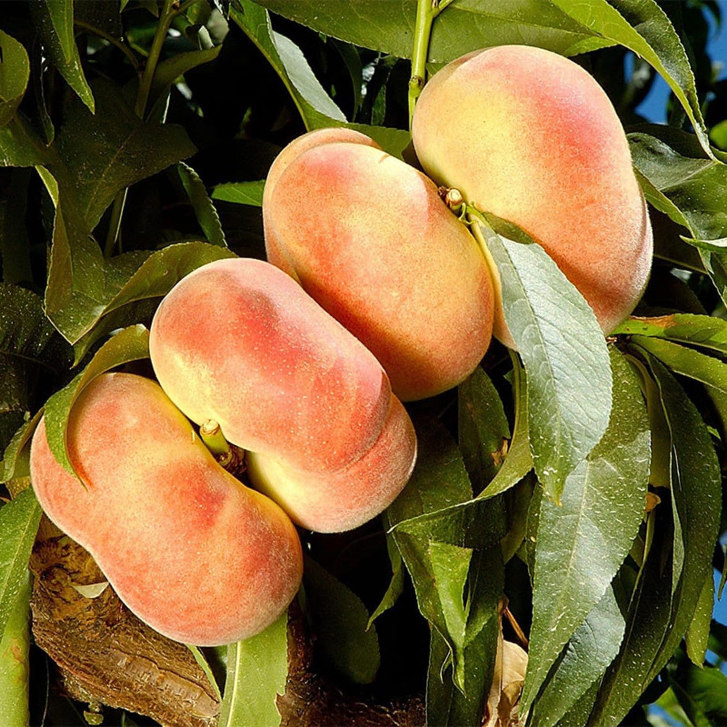 Donut Peach Tree Live Plant, in 3 Gallon Pot, 2 to 3 Feet Tall, Sweet Peach Fruit Tree for Outdoor Planting, No Ship to CA