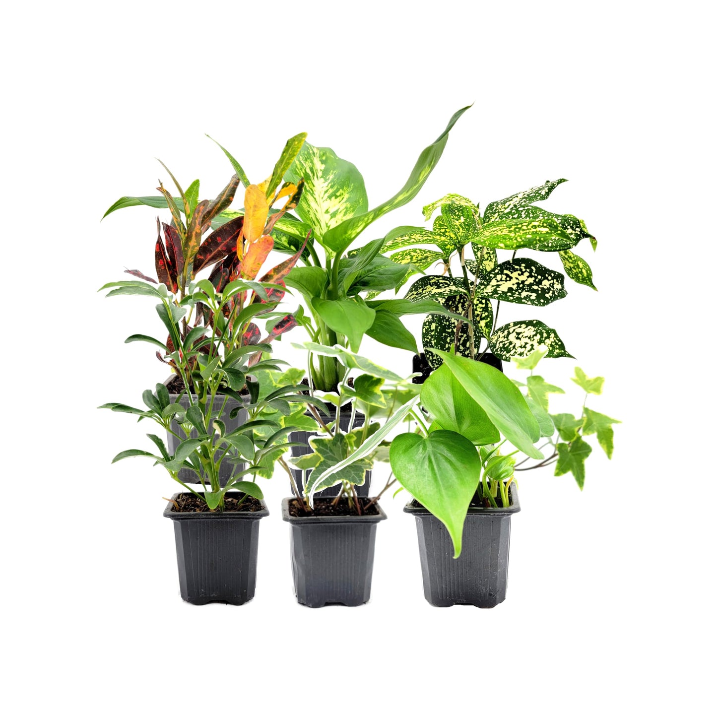 6PK 3” Pot Live Plant Collection, No Duplicates for up to Three Packs (18 Plants), Live Indoor Houseplants, Live House Plants, Easy to Grow, Indoor Gardening, Home, Office Décor, Gifts