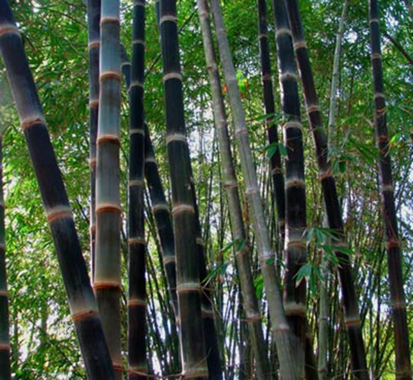 50 Black Asper Bamboo Seeds Perennial Ornamental Seed Privacy