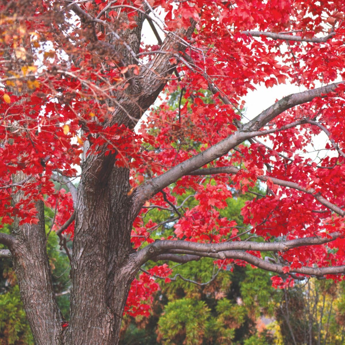 Red Maple Tree, 1 Gallon Live Nursery Pot, Fast Growing Shade Tree with Fall Color | Arbor Day Foundation (Due to Agricultural Laws, Unavailable to CA or AZ)