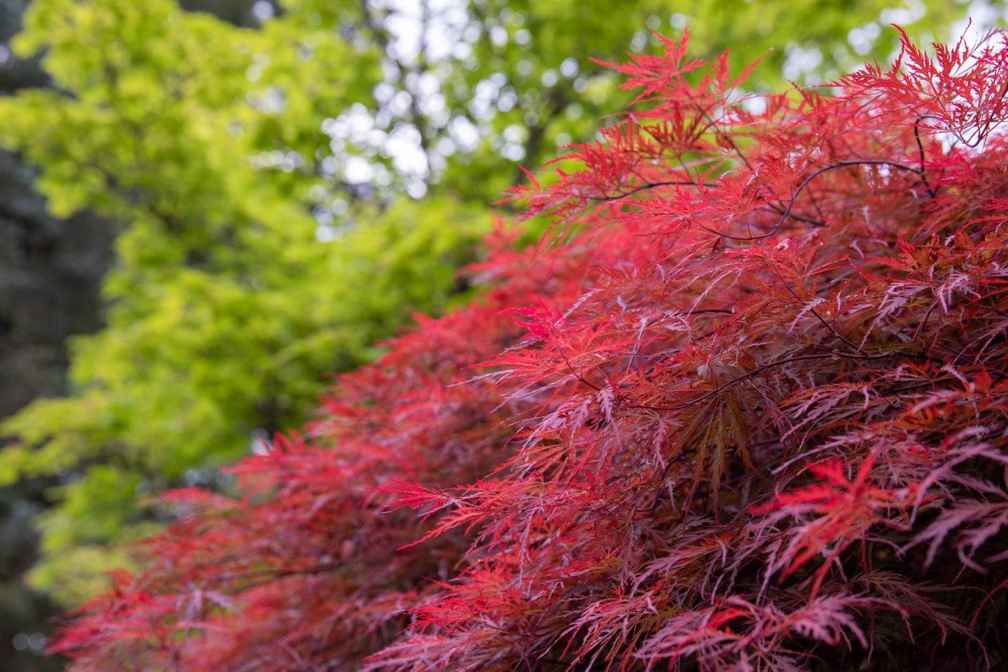 10 INABA SHIDARE Maple Weeping Red Laceleaf Japanese Acer Palmatum Dissectum Tree Seeds