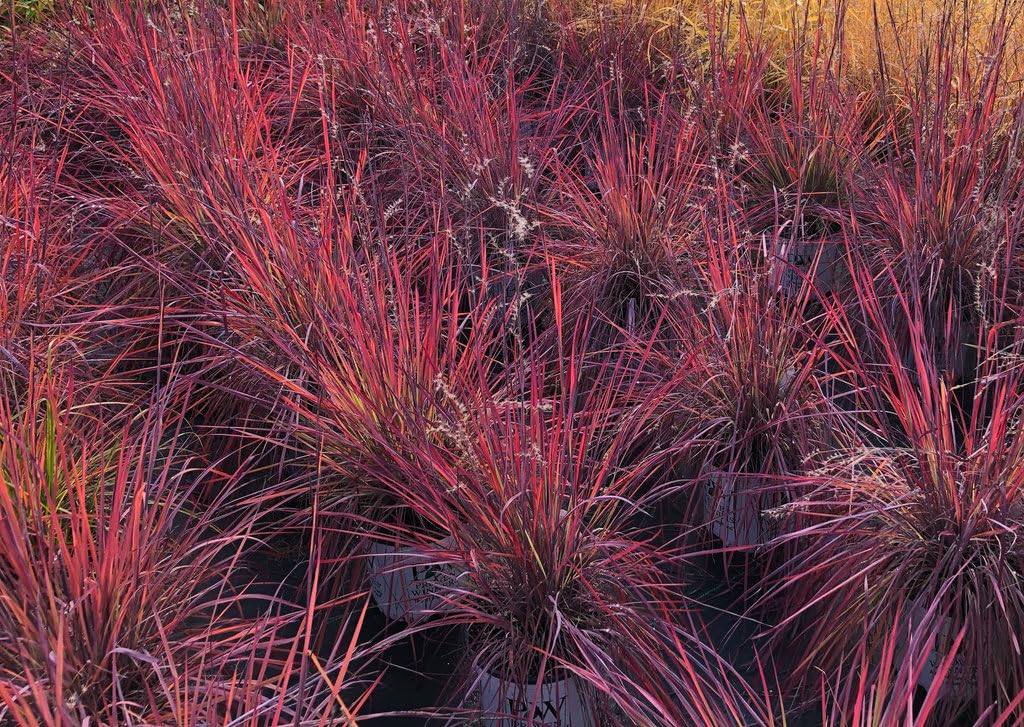 Live Plant from Green Promise Farms - Proven Winners, Schizachyrium scop. Prairie Winds Blue Paradise Little Bluestem, Blue/Purple Flowers - #1 Gallon Size Container