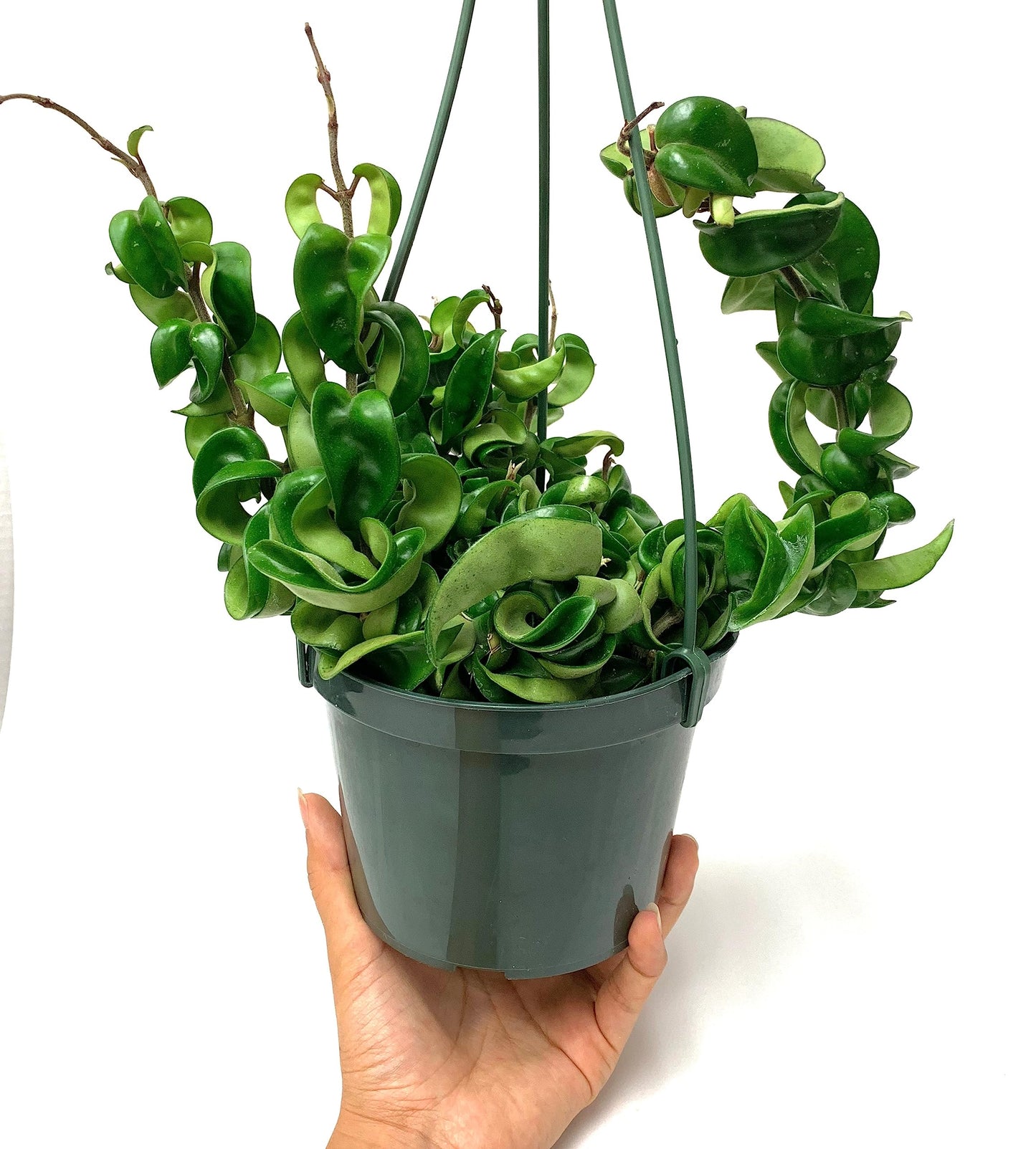 Hoya Compacta aka Hoya Hindu Rope Available in Large 6" Hanging Pot - Live Hoya Plant Air-Purifying Vine (XXL 6" Hanging Pot, Vines 1-3ft Long)