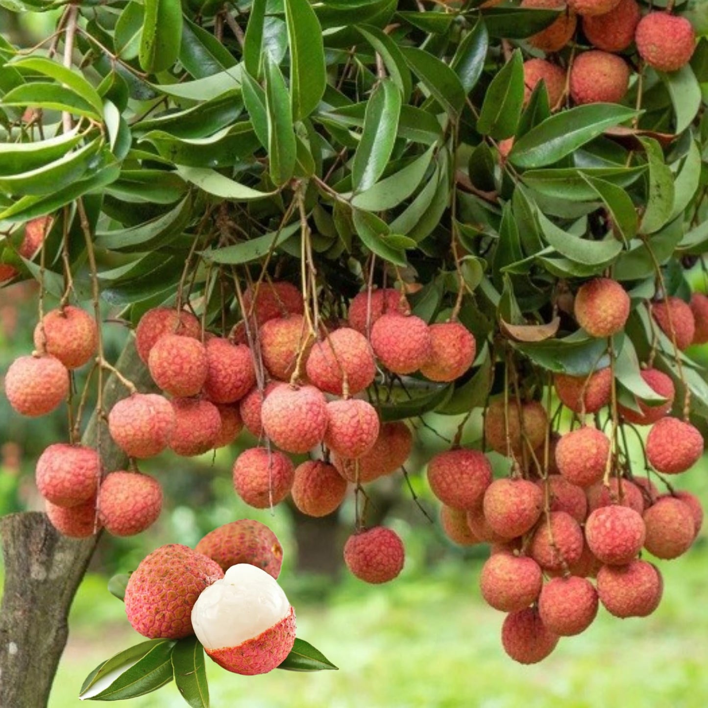 Mauritius Lychee Tree Live Plant, Sweet Litchi Fruit Plant 1 to 2 Feet Tall 3 Gal Pot, Grow Outdoor, No in CA