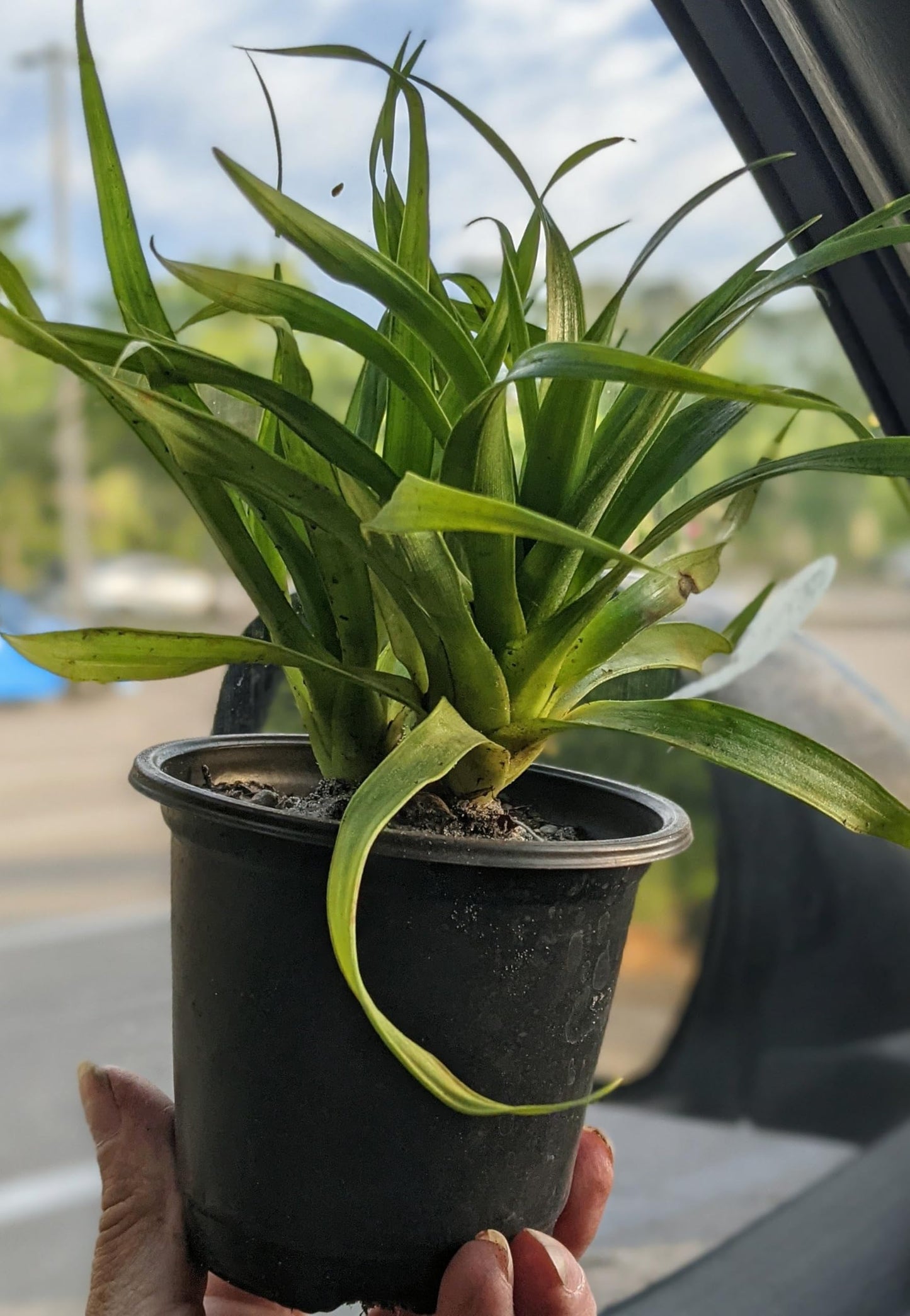 White Jade Pineapple Live Plant in 4" Black Nursery Pot Sweet Edible Fruit FL Grown