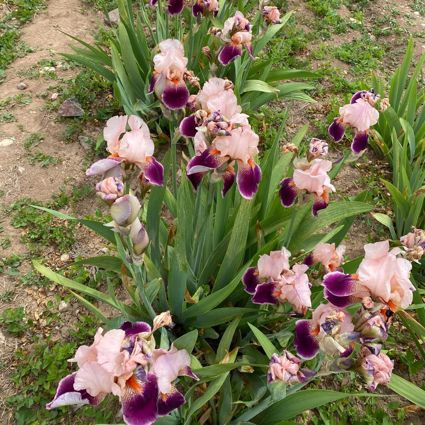 Votaniki Bearded Iris Wine and Roses Bare Roots for Planting — Perfect for Colorful Spring & Summer Gardens | Easy-to-Grow Perennial Iris Flowers (1 Pack)