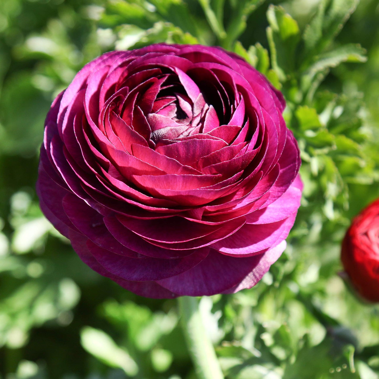 Easy to Grow Ranunculus Tecolote Merlot 10 Flower Bulbs - Spring Purple & White Blooms in Sun, Carlsbad Flower Fields, Great for Cutting