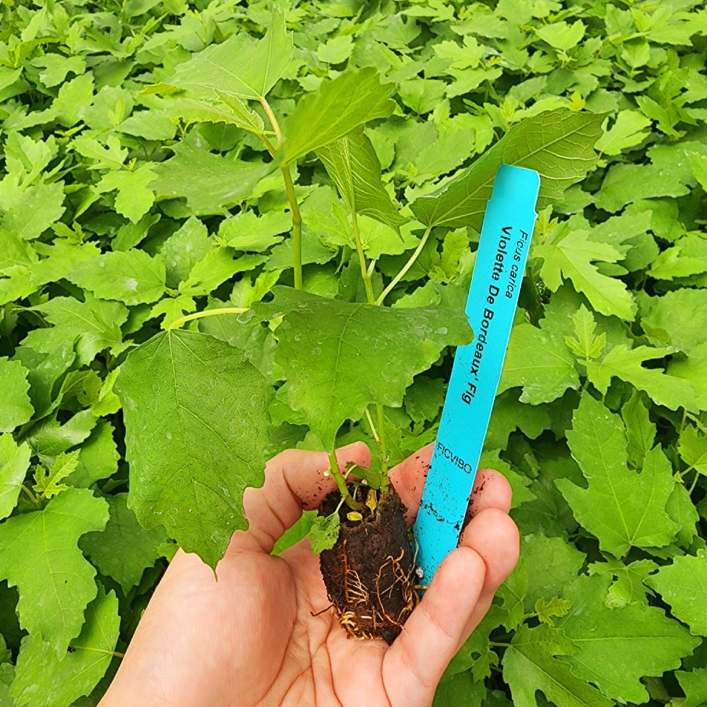Fig Tree Violette de Bordeaux Live for Sale (4 Pack) | Easy to Grow Plants | Edible Fruit Plant for Sustainable Living | Grow Your own Food on Your Edible Organic Garden| Live for Planting| No Seeds
