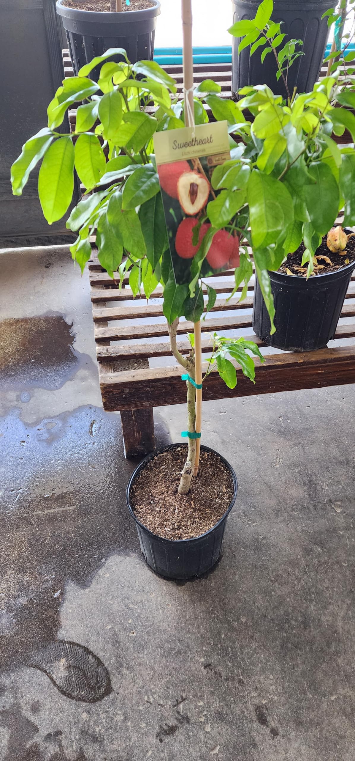 Generic Exotic PLANTSS Grafted Lychee Tree - 3 Gallon Pot, Red
