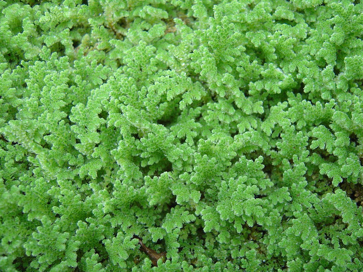 Vamsha Nature Care Azolla plant - Azolla caroliniana for Cultivation & Feeding 10+ Live Plants