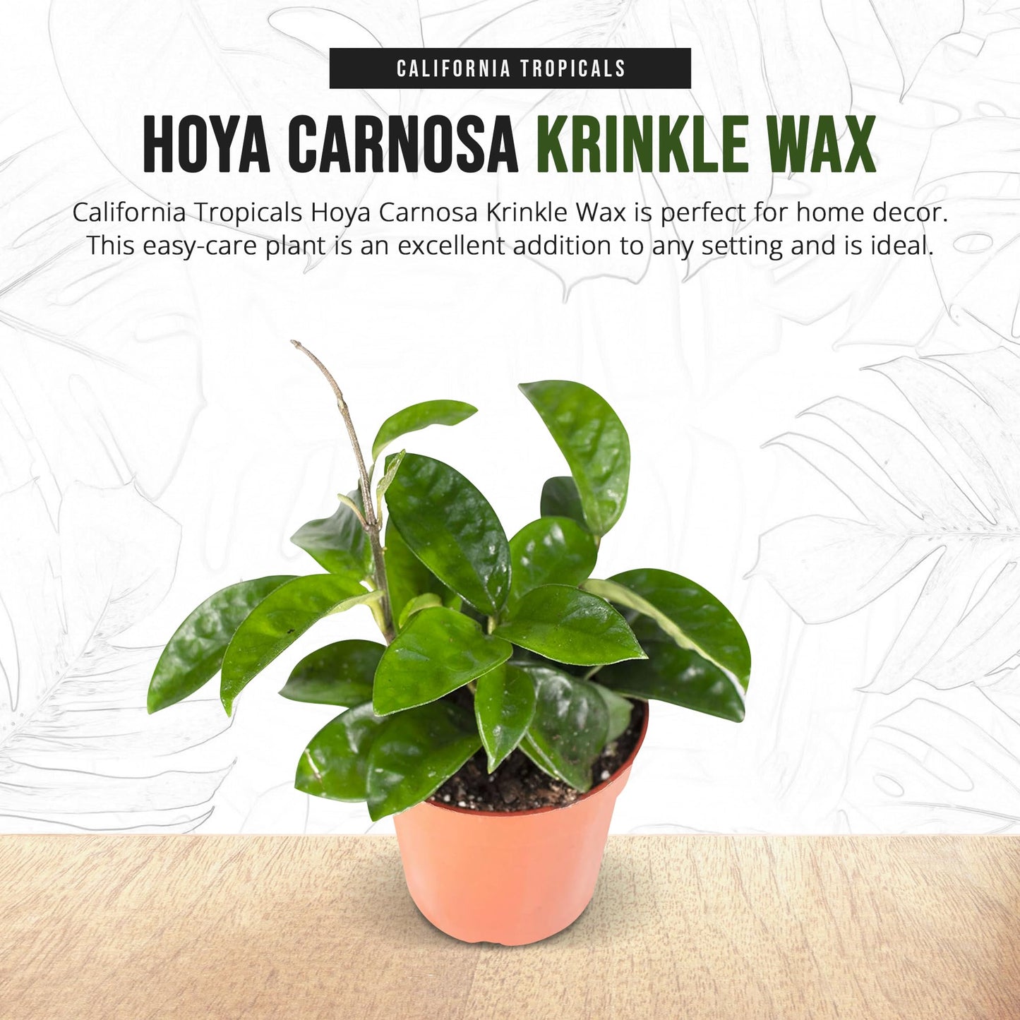 California Tropicals Live Hoya Carnosa Krinkle Wax Plant - Unique Houseplant, Indoor & Outdoor Decorative Garden Gift, Easy to Grow with Potting Soil, Planters & Pots for Home Decor, Office & Patio