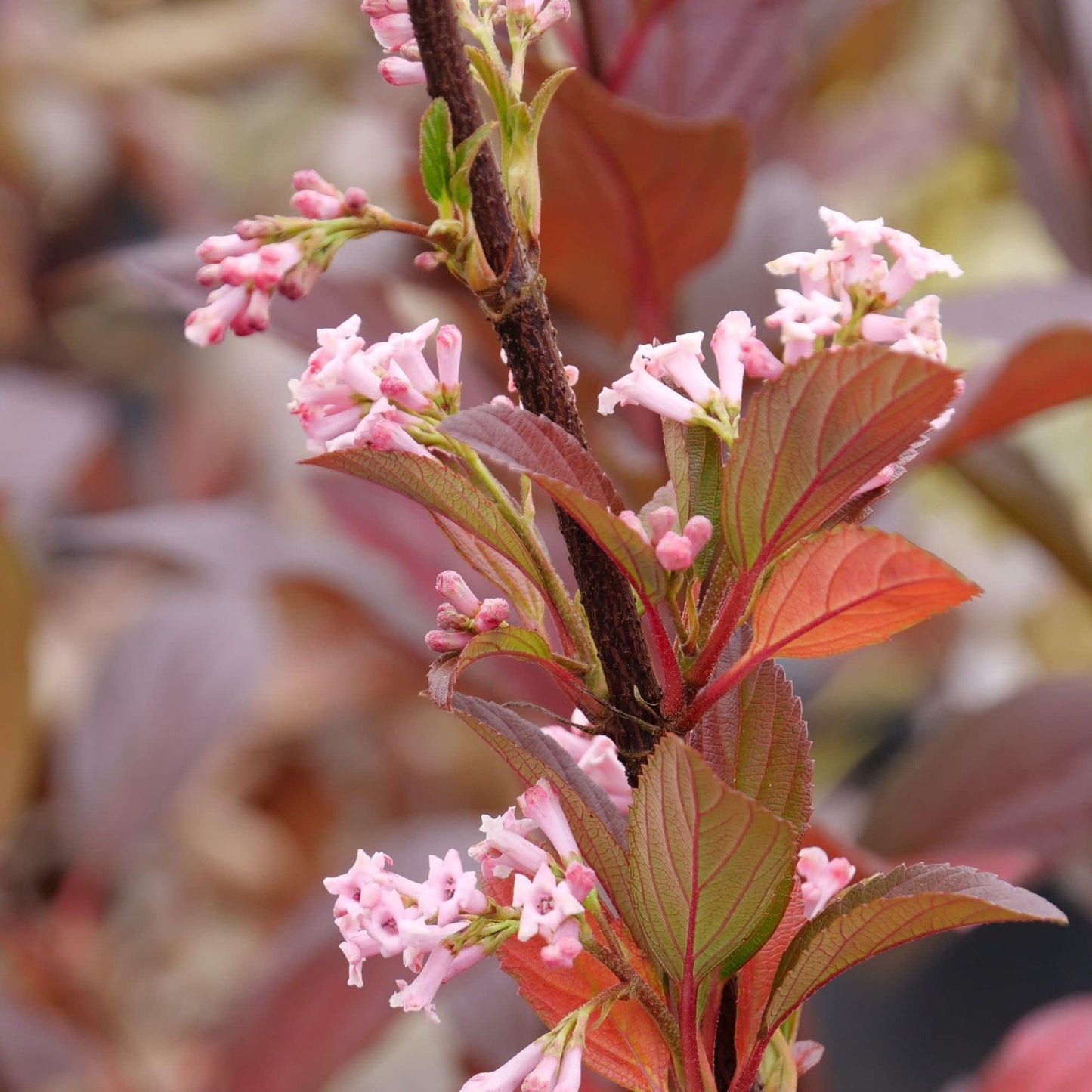 Proven Winners Sweet Talker Fragrant Viburnum (Viburnum) Live Plant, 4.5" Qt