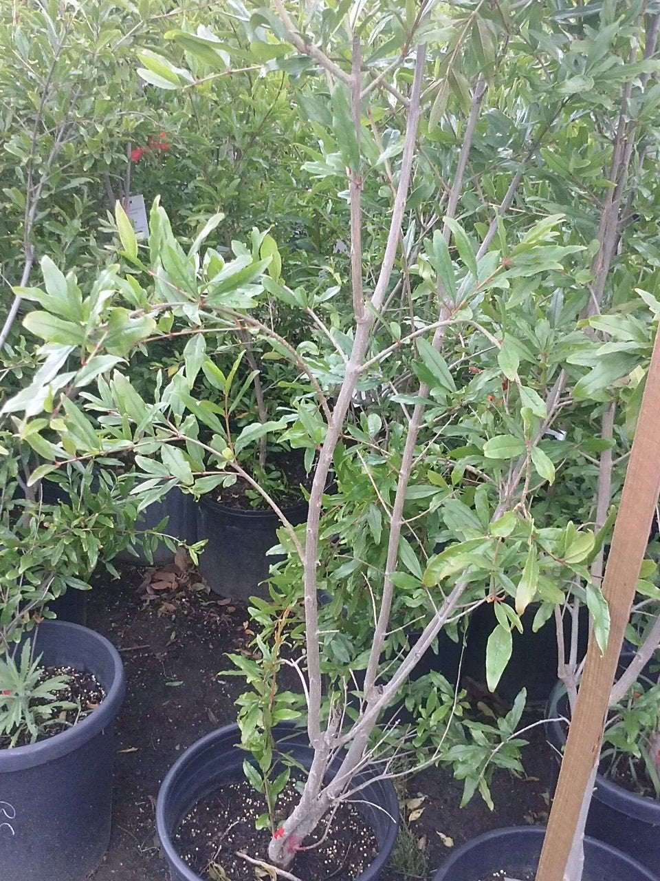 9EzTropical - Ambrosia Pomegranate Fruit Tree Live Plant - 4 Feet Tall - Ship in 1 Gal Pot