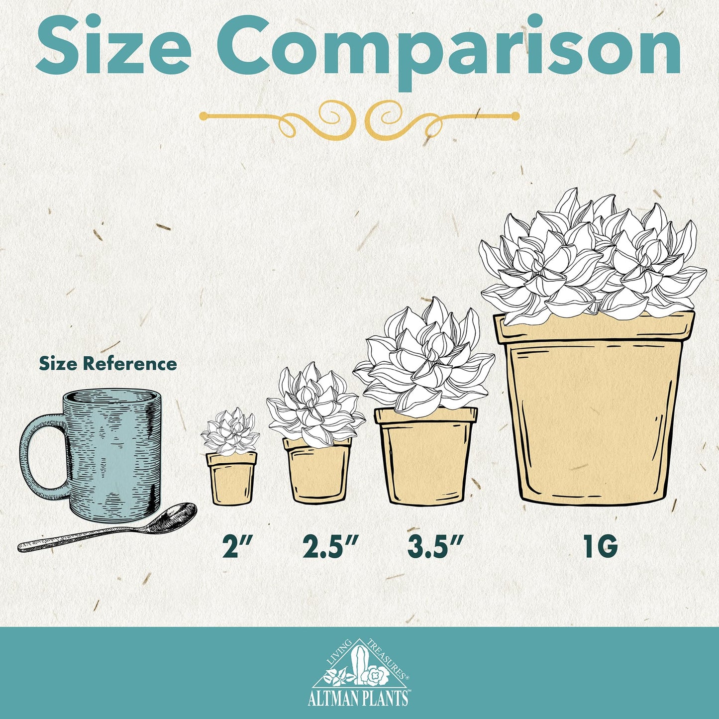 Altman Plants Pet Friendly Plant Pack (3PK) Real Succulents, Pet Safe Plants & Succulent Plants, Live Succulents, Pet Friendly Plants, Live Plants & House Plants in 3.5" Pots with Succulent Soil Mix