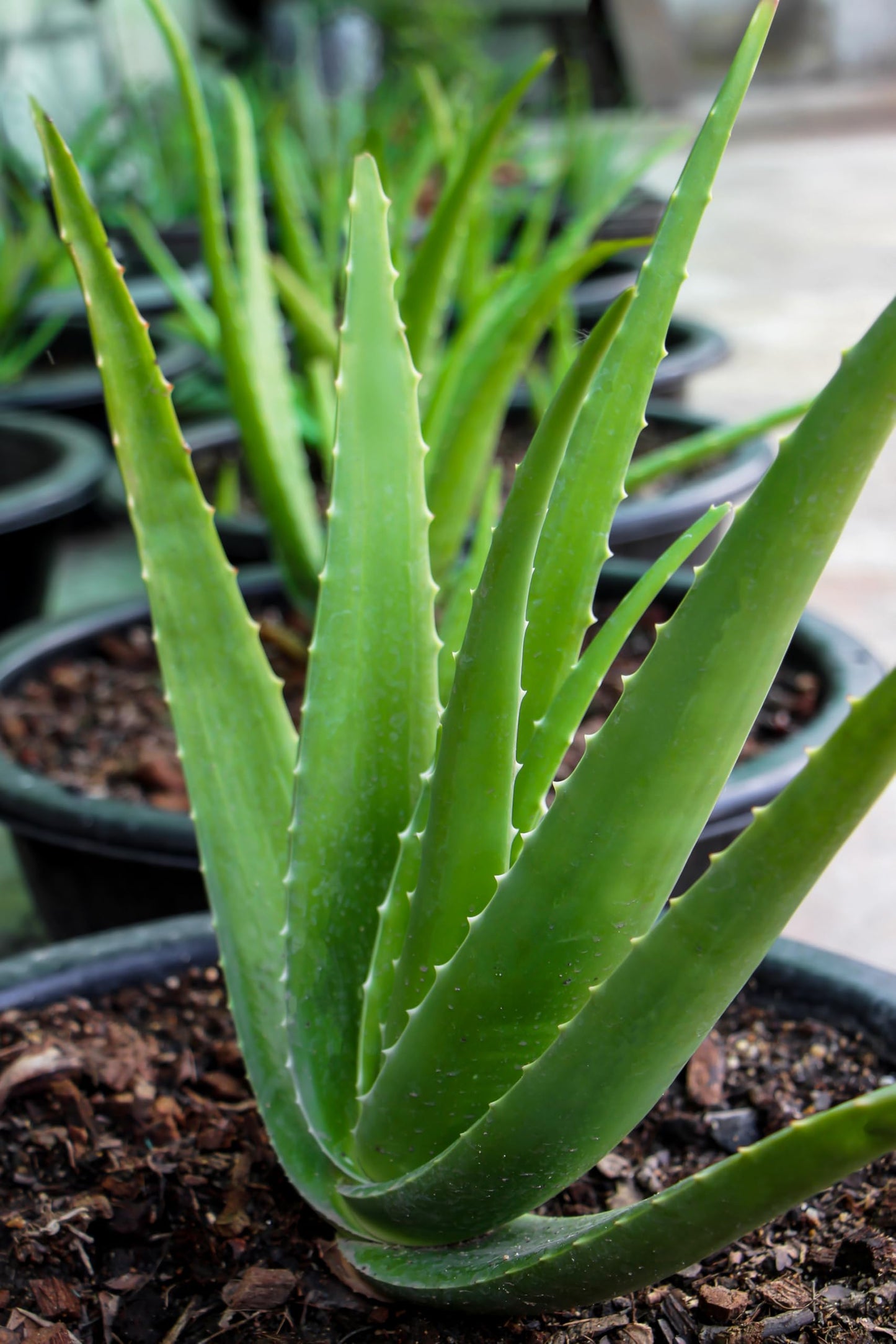 Aloe Vera Live Plant, Live Plant in 3" Grower Pot, Easy Care, Houseplant, Succulent