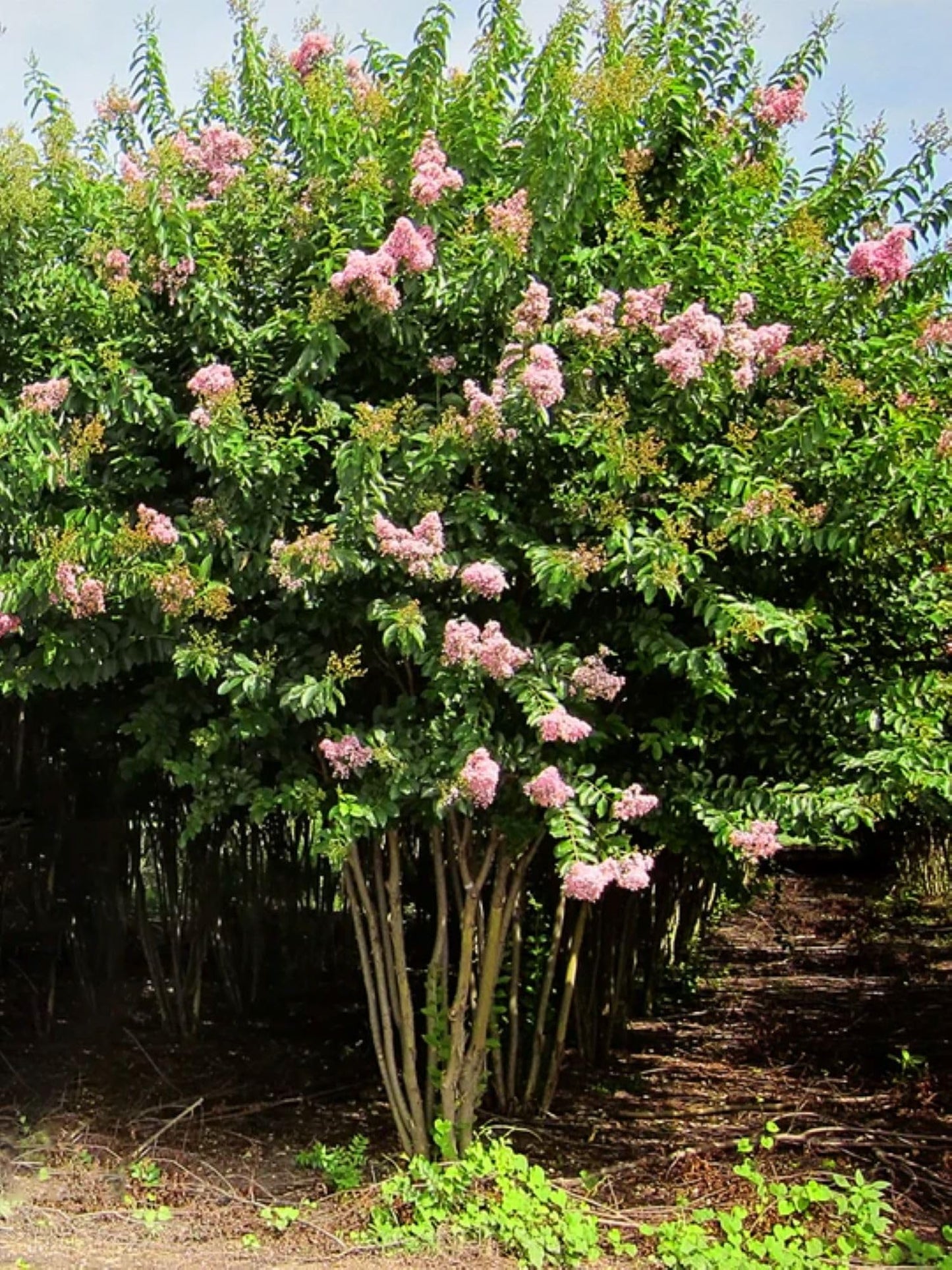 American Plant Exchange Muskogee Crape Myrtle, Live 1-Gallon Pot, Light Lavender Flowers, Red-Orange Fall Foliage, Hardy, Mildew Resistant, 100 Days of Blooming, Indoor/Outdoor Landscape/Houseplant