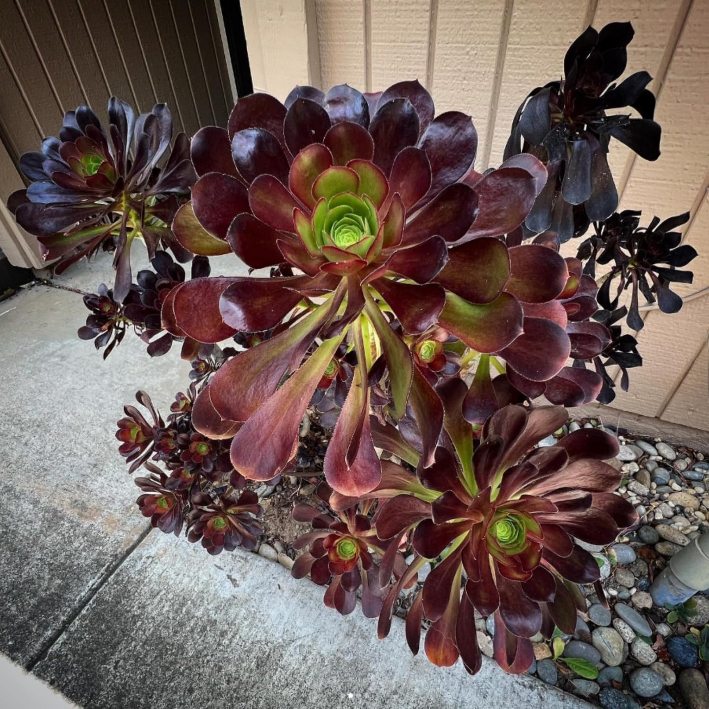 Easy Care Aeonium Plant Live 4” Pot, Rare Succulents Plants Live, Well Rooted, Easy Care House Plants (Black)