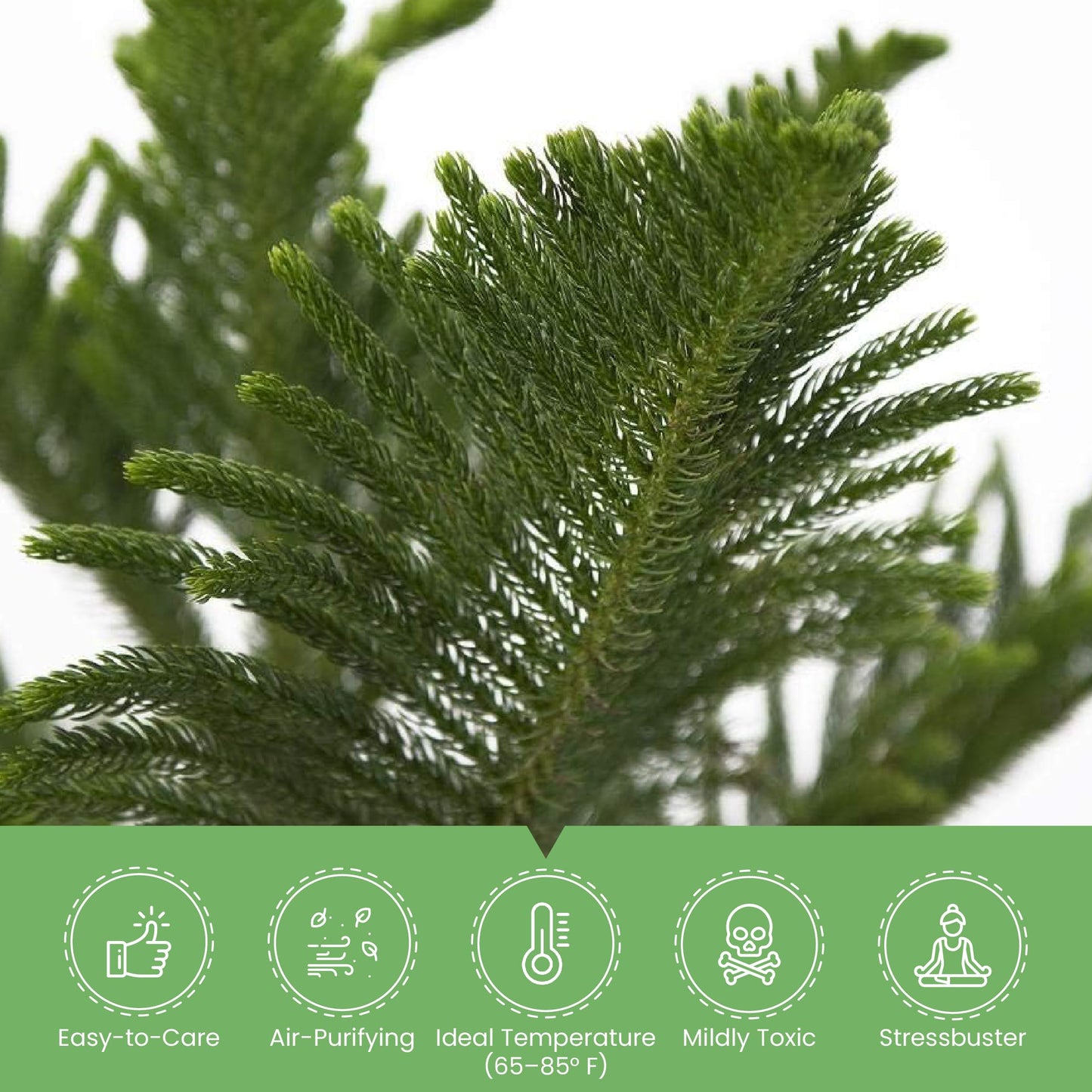 American Plant Exchange Norfolk Island Pine Tree, 10-Inch Pot, Soft Touch, Evergreen Houseplant, Live Indoor & Outdoor Plant, Holiday Tree for Festive Home Decor