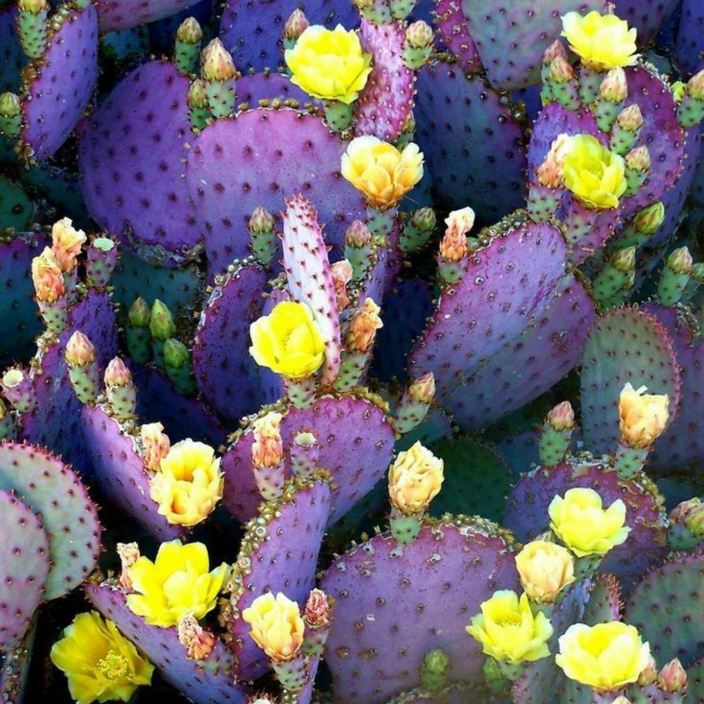 Purple Prickly Pear Cactus Live Plant 6-8 Inches, Cold Hardy Cactus, Outdoor or Container Growing