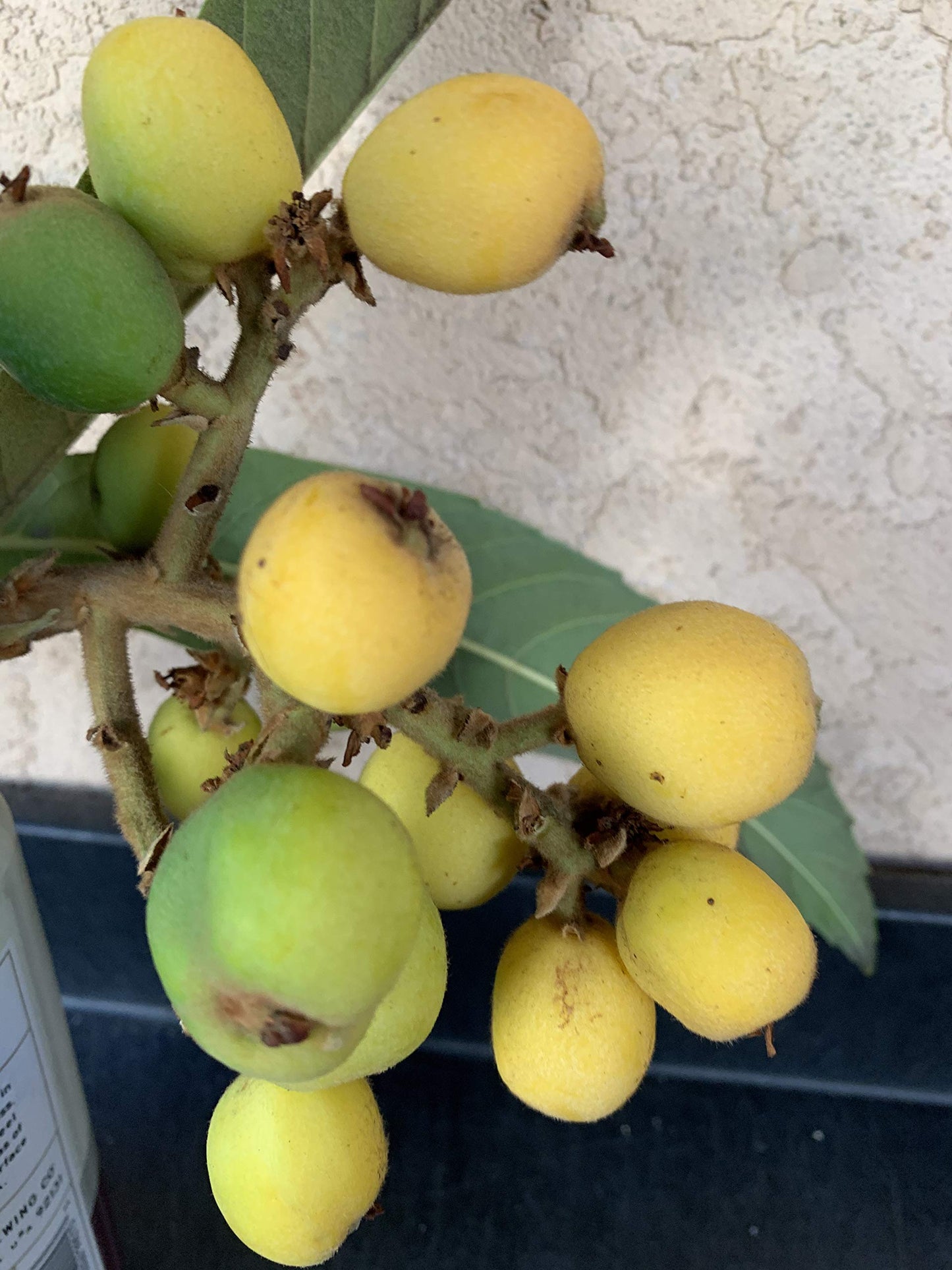 Japanese Plum Loquat Fruit Tree Seedling Plant, P8593