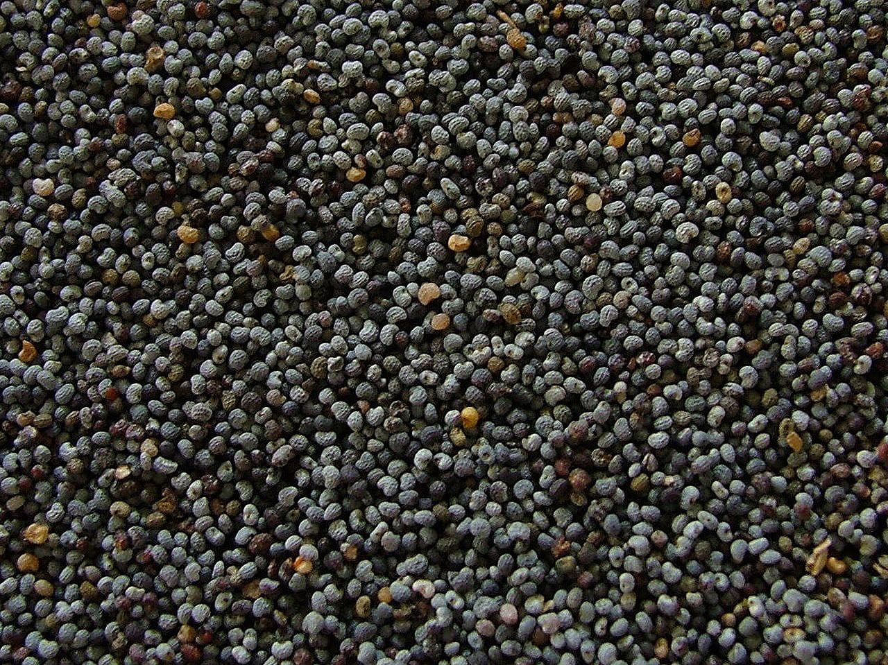 1600 Annual Violetta Blush Poppy Seeds - Tall Mauve Poppy with Black Markings