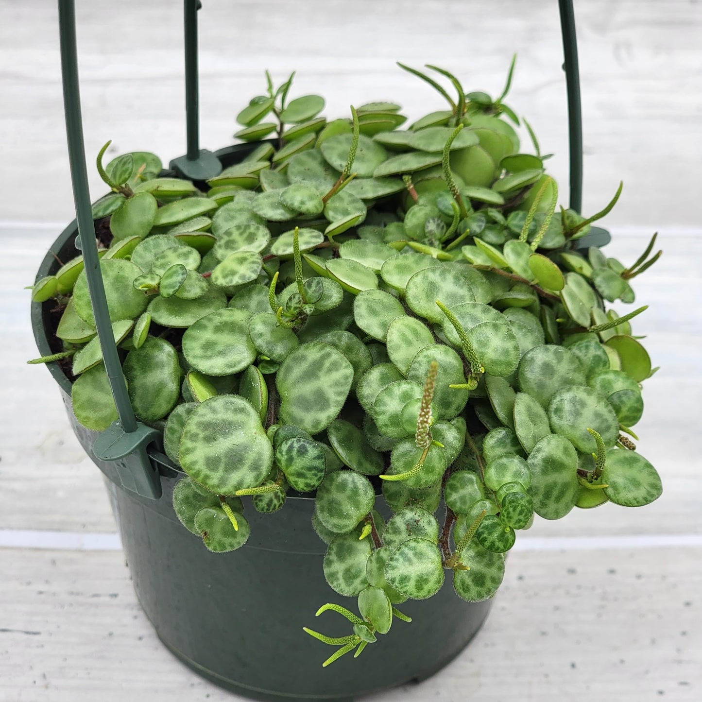 String of Turtles,Peperomia Prostrata Plant Live Rare Houseplants All Plants are Fully Rooted Plants in 4 inch Hanging Pot by 3exoticgreen
