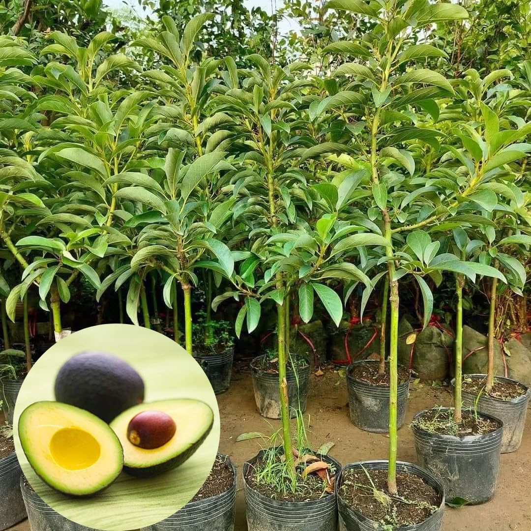 2 Years Old Avocado Tree Grafted, 1-2 Feet Tall in 3 Gallon Pot,Ready to Plant and Bear Fruit (HASS)