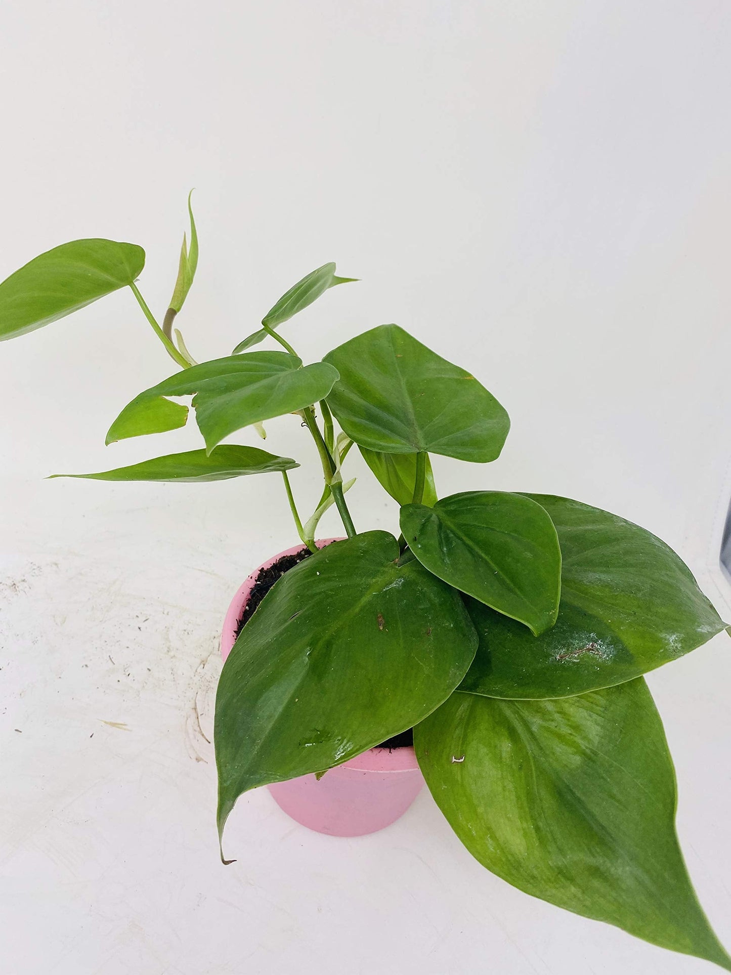 Heart Leaf Philodendron - Easiest House Plant to Grow - 4.5" Unique Design Pot From Jm Bamboo