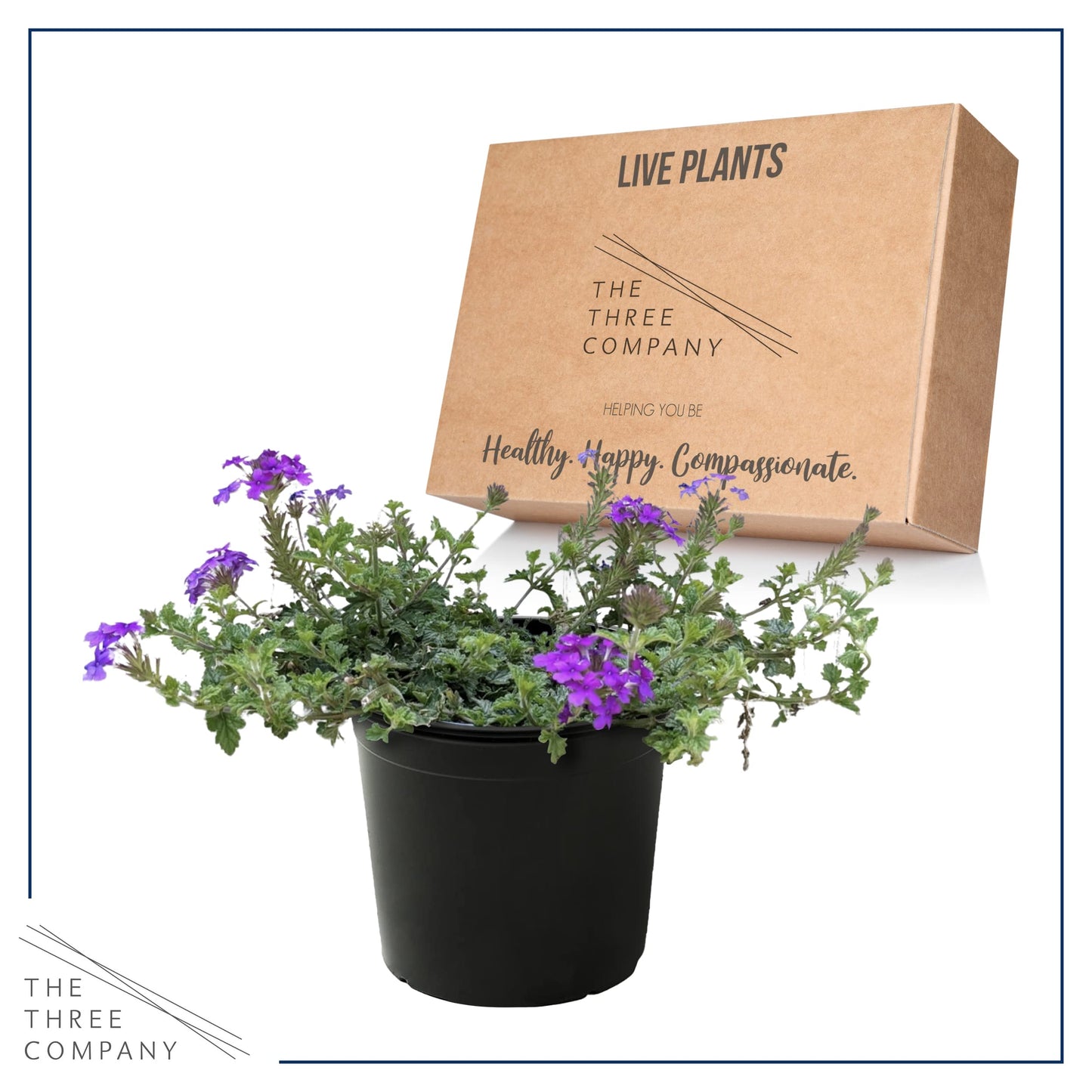 Live Verbena - Purple - Creeping/Trailing Perennial - Healthy Spring Plant - 10" Tall by 6" Wide in 2.5 Qt Pot