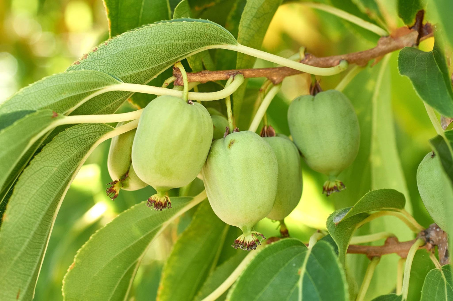 Hardy Kiwi Vine Live 1 Gallon Pot 20 Inches Tall Cold Hardy Fruit Vine Smooth Edible Skin Climbing Plant for Trellis Garden Zones 4 to 8