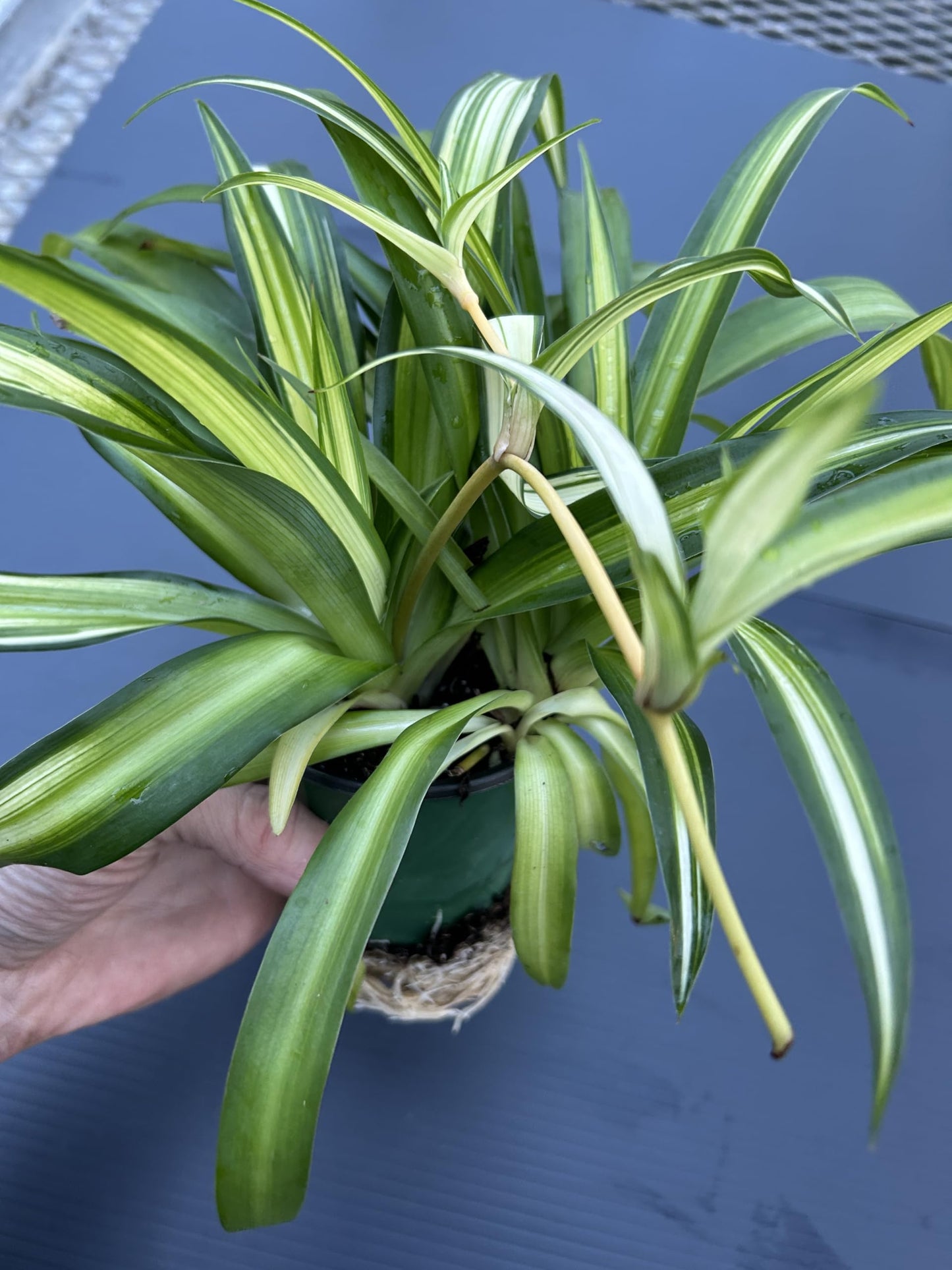 Large Hawaiian Spider Plant - Air Purifying, Low Maintenance, Thrives in Home & Office - Perfect for Plant Enthusiasts - Live Houseplant in Potting Soil (Pack of 1)