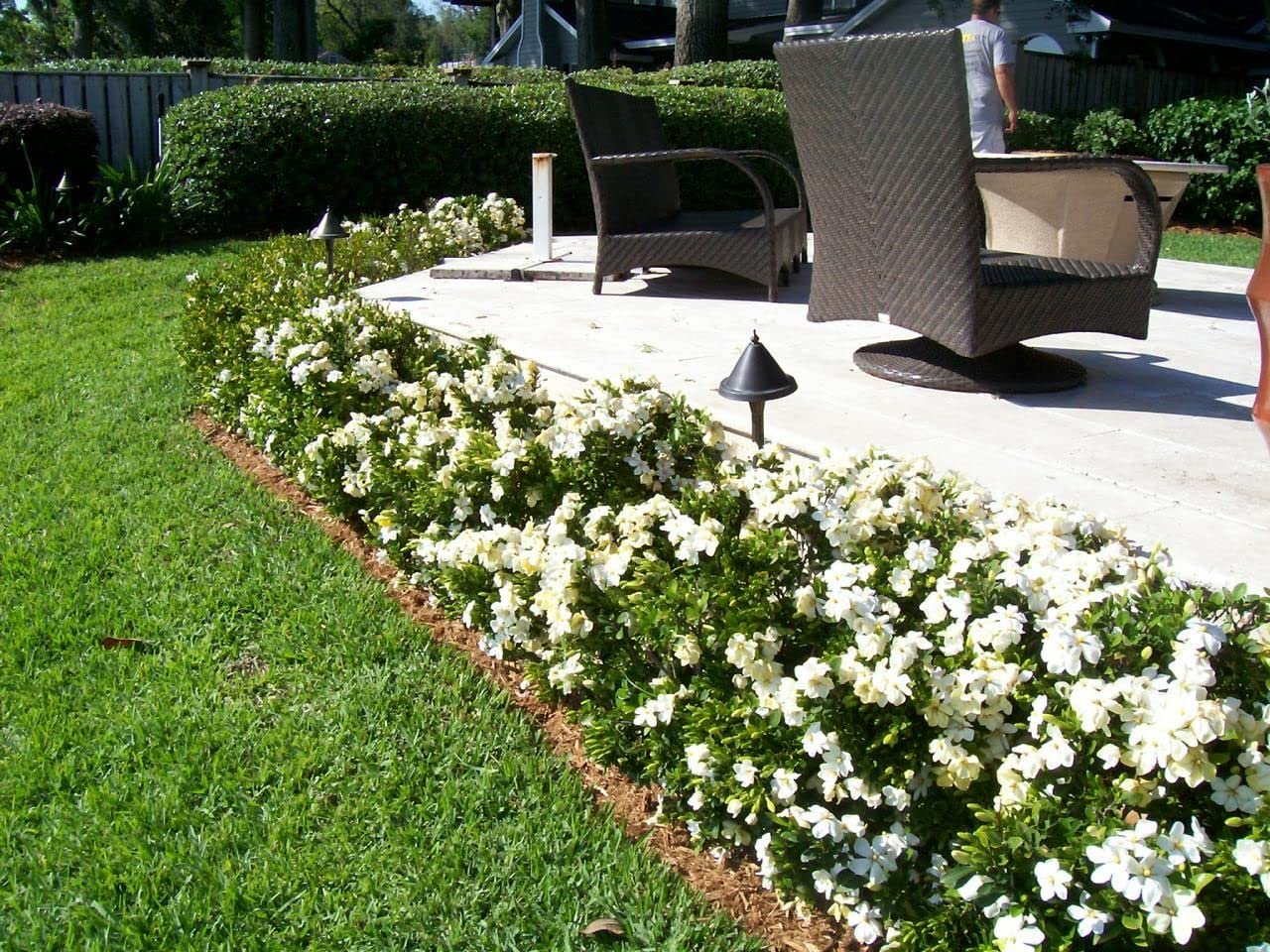 Gardenia August Beauty | 20 Live Plants | Gardenia Jasminoides | Beautiful Fragrant White Blooming Shrub