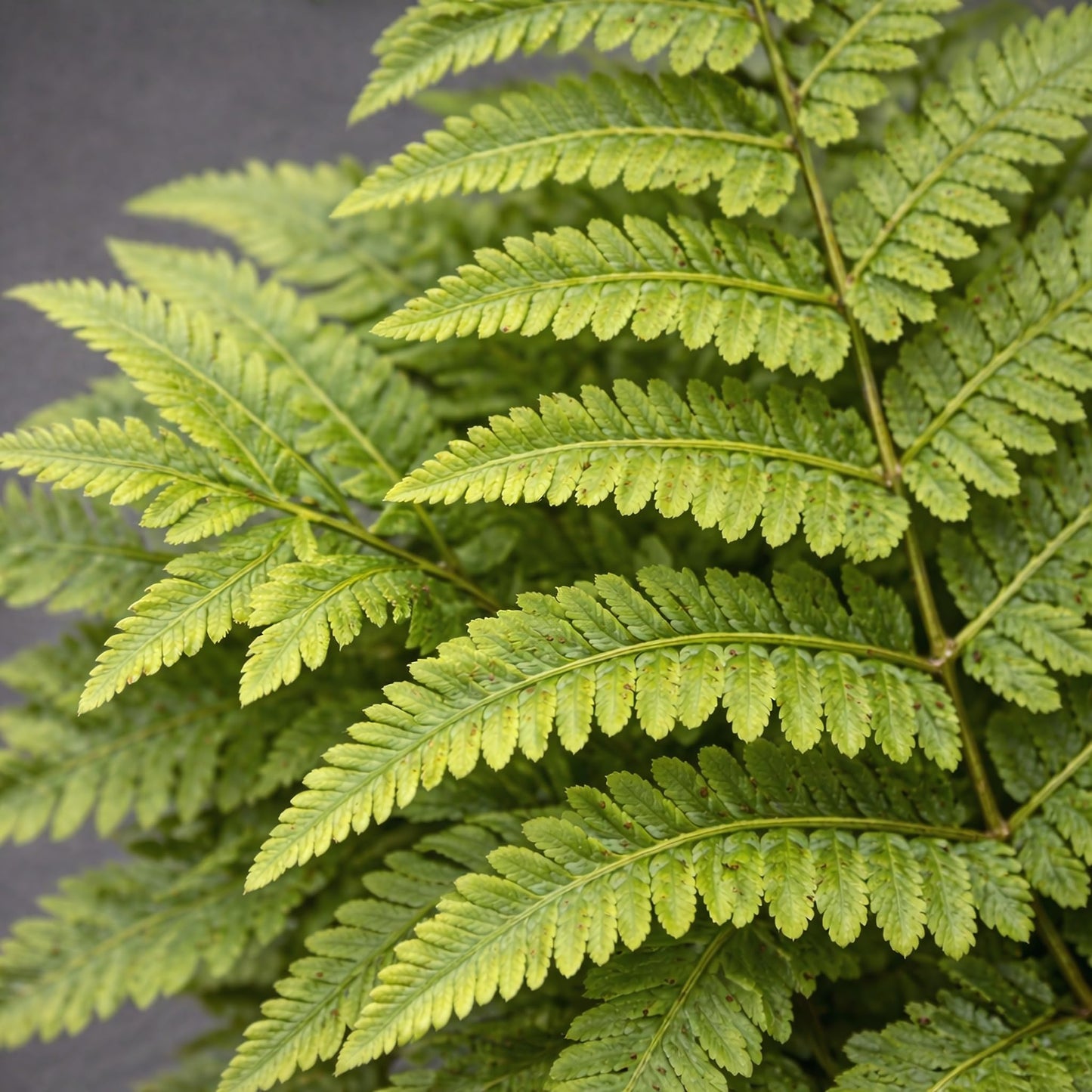 Classy Groundcovers, Tennessee Ostrich Fern, Narrow Leaf Glade Fern, Spleenwort (25 Bare Root Plants)