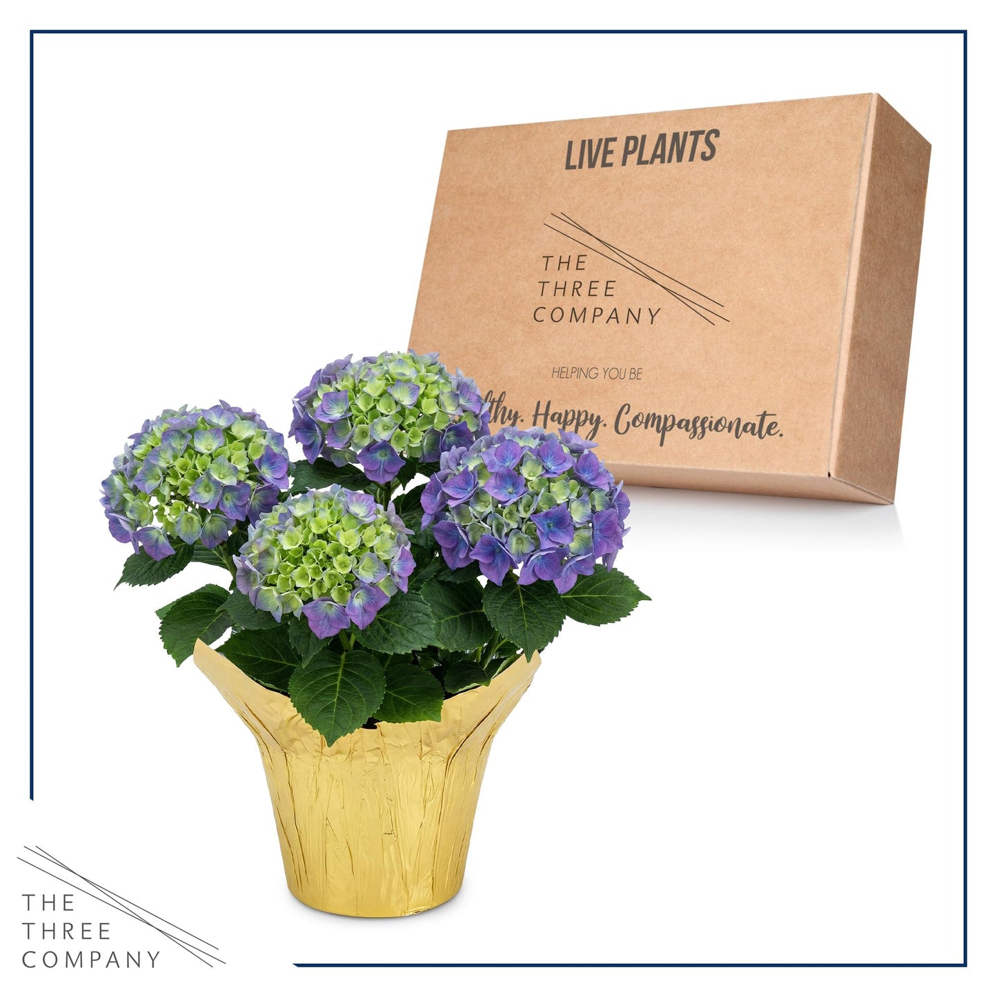 Live Flowering Hydrangea - Shades of Blue, 5+ Beautiful Blooms, 1.5 Qt Pot with Deco Cover, 12" Tall by 8" Wide