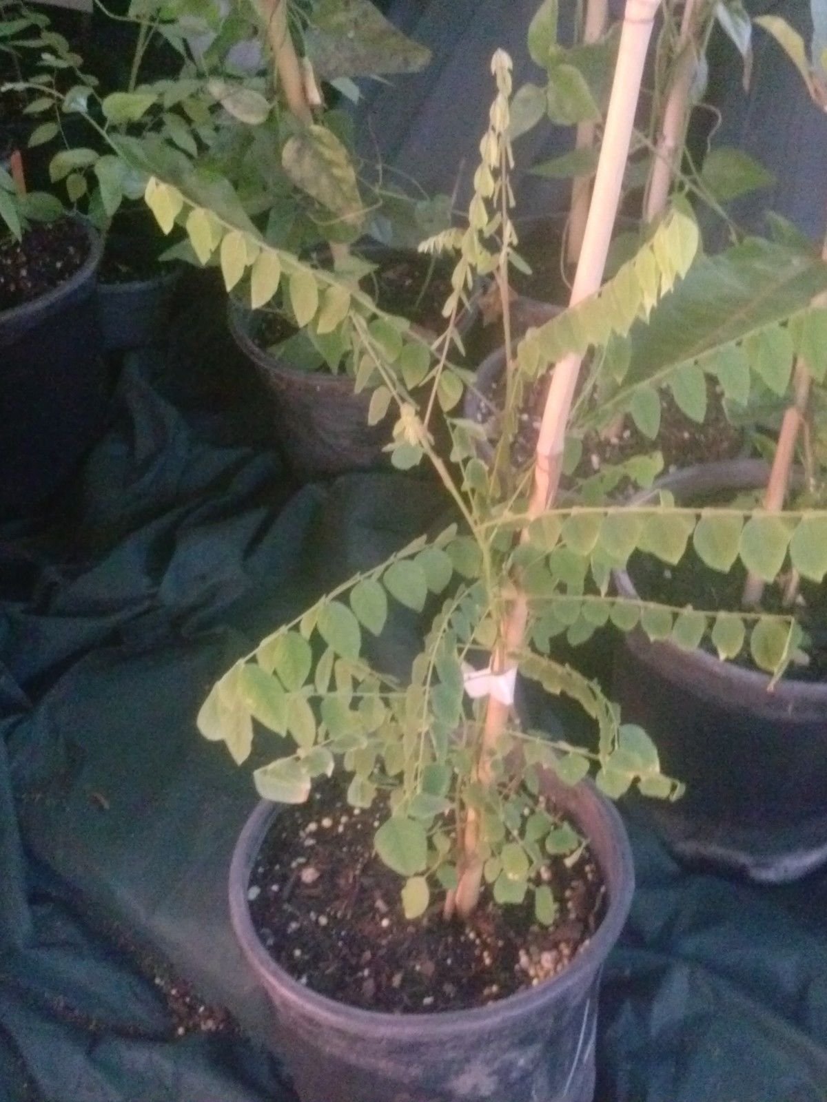 9EzTropical - Star Fruit Tree - 1 Starter - 1 to 2 Feet Tall - Ship in 6" Pot