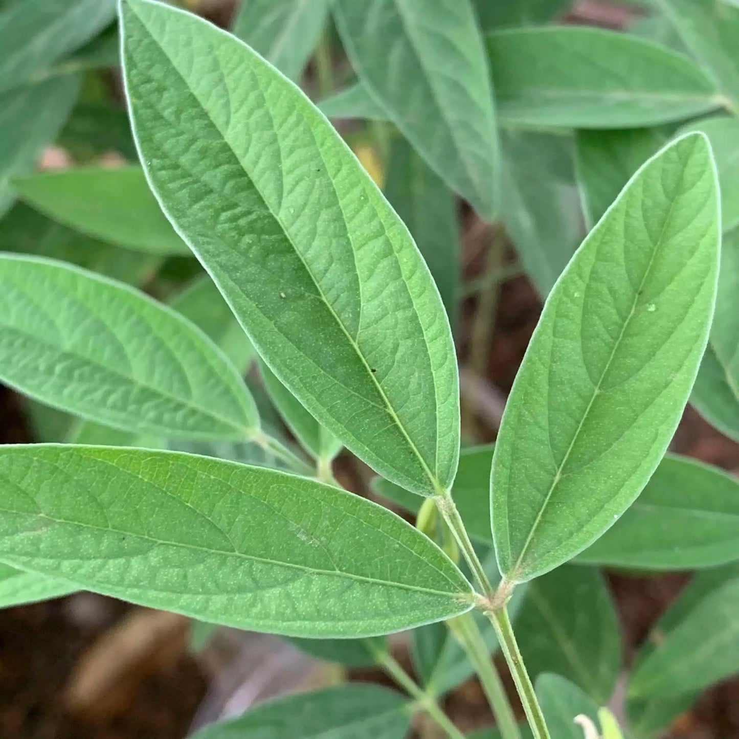Live Plant - Pigeon Peas (Cajanus cajan) Tropical Living Plant 12โ-24โ