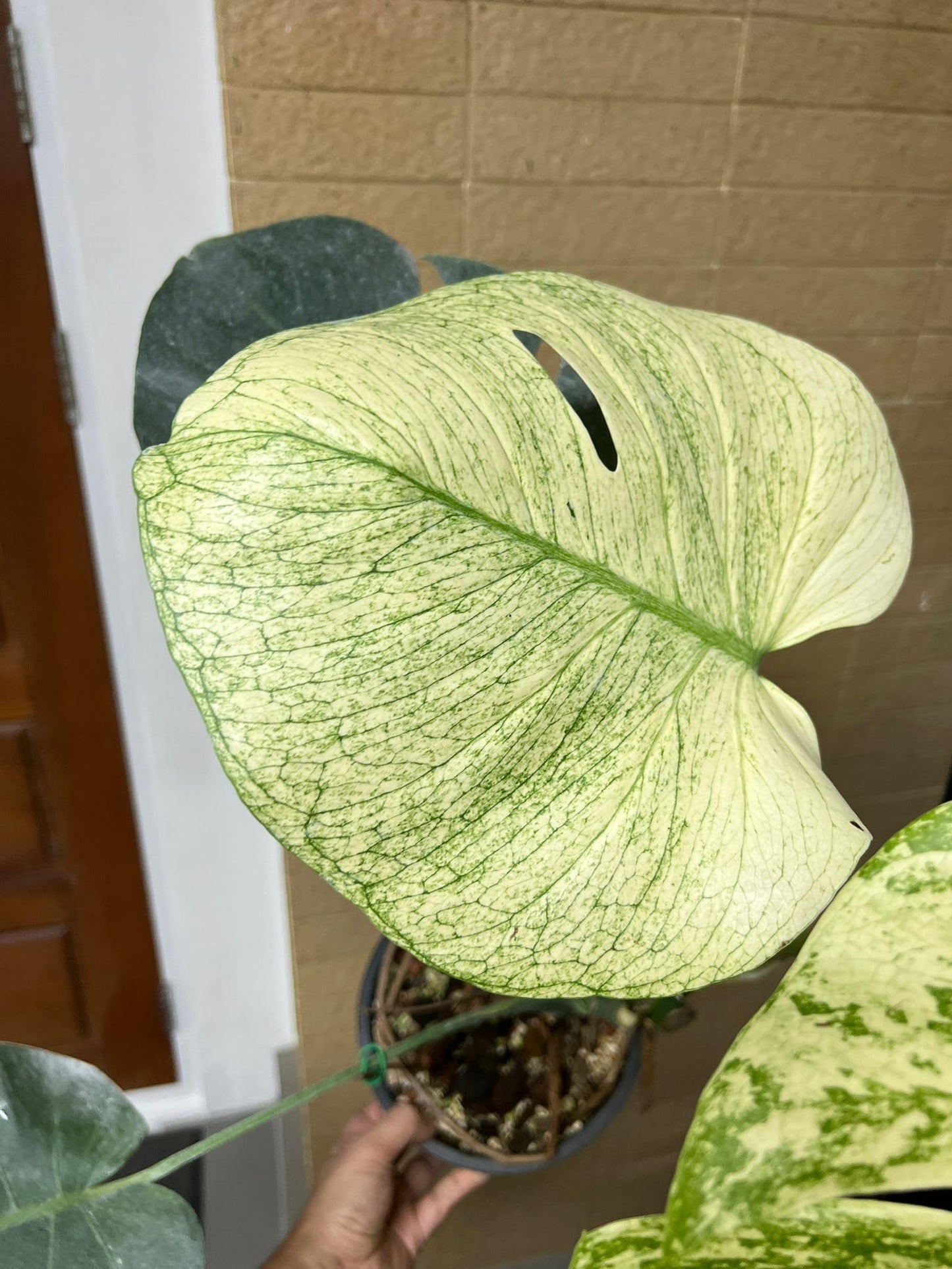 Monstera Deliciosa 'White Monster' Variegated Plant, 1-2 Leaves, Rooted in Moss