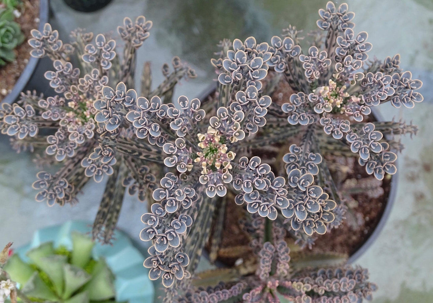Kalanchoe Mother of Millions - Live Plant in a 2 Inch Pot - Kalanchoe Tubiflora - Beautiful Indoor Outdoor Cacti Succulent Houseplant
