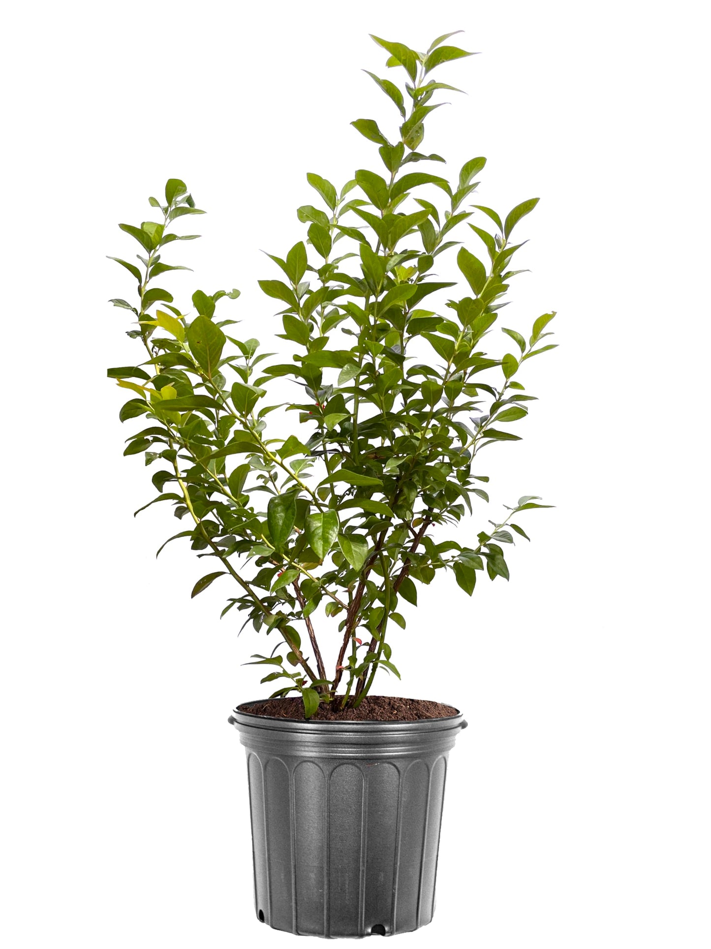 American Plant Exchange Blueberry Bush 'Arlen' (Northern Highbush) – Live Fruit-Bearing Plant, 5-Gallon Pot, Cold Hardy, Sweet Edible Berries for Outdoor Gardens and Landscapes