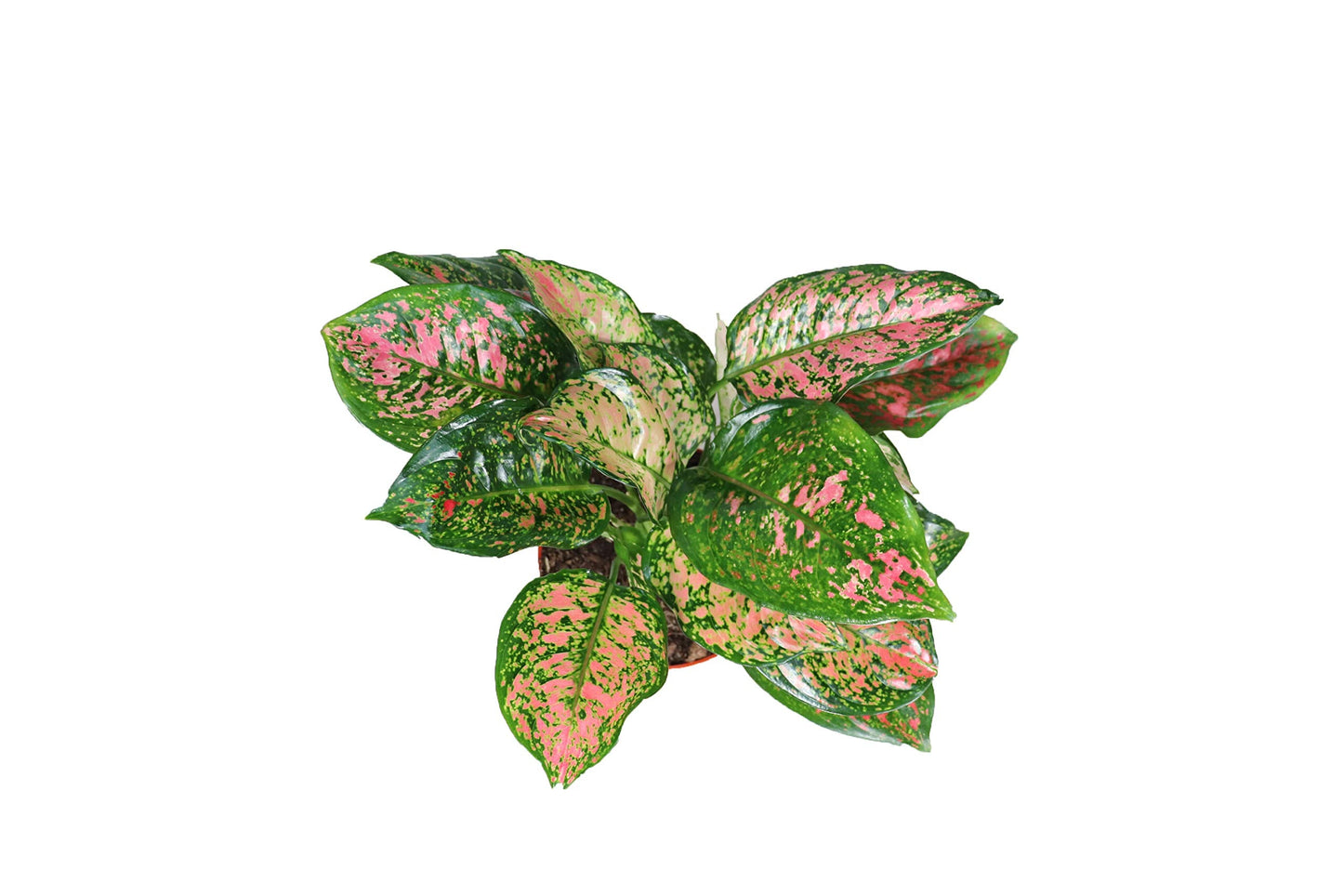 Chinese Evergreen Lady Valentine - 4'' from California Tropicals