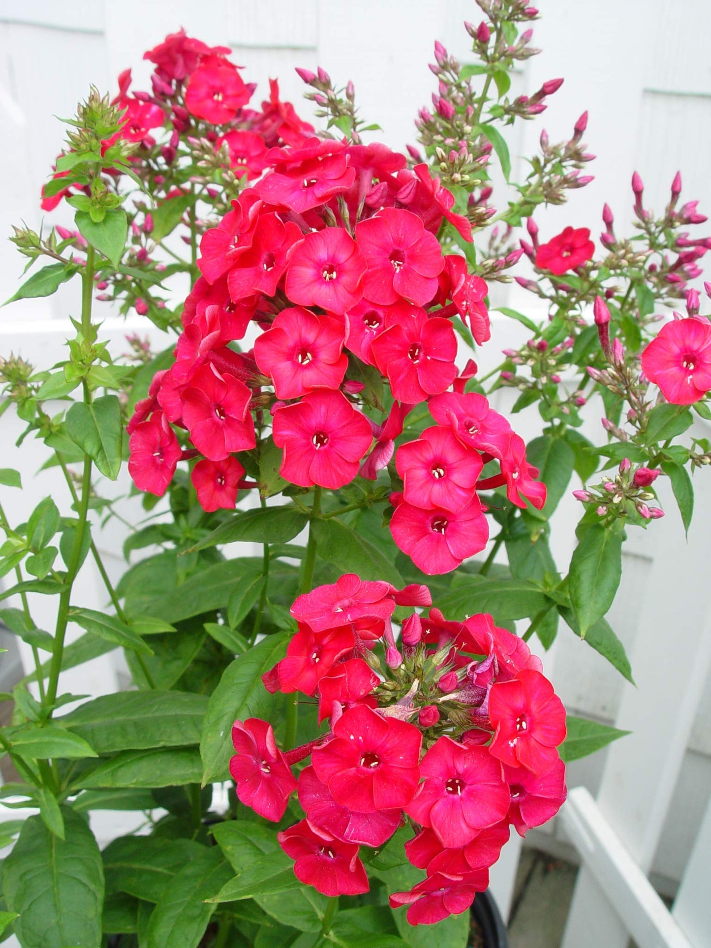 Live plant from Green Promise Farms Volcano Ruby (Garden Phlox) Perennial, 2-Size Container, Magenta Flowers