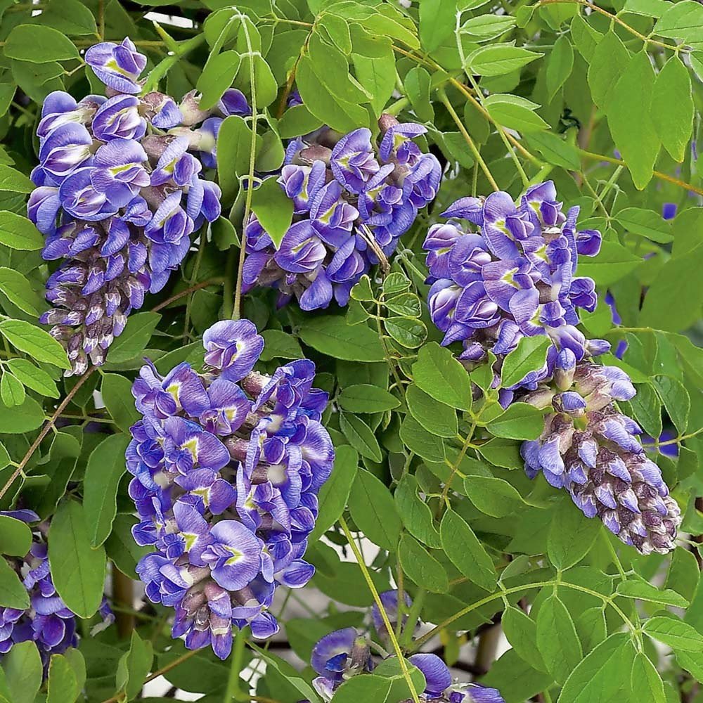 Amethyst Falls Wisteria Vine - Live Plant - 3.5" Pot by Daylily Nursery (1)