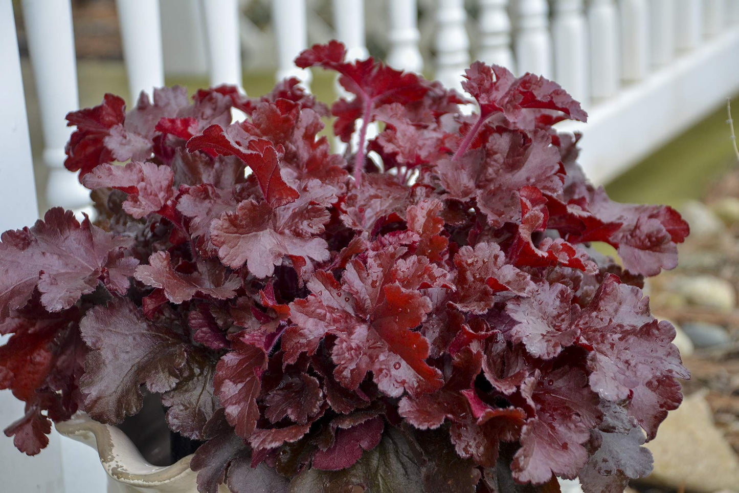 Live Plant Green Promise Farms - Proven Winners, Heuchera Dolce 'Cherry Truffles' Coral Bells, deep red Flowers - #1 Size Container - Does NOT Ship to AZ, CA, HI, ID, MT, NV, OR, PR, UT & WA!!