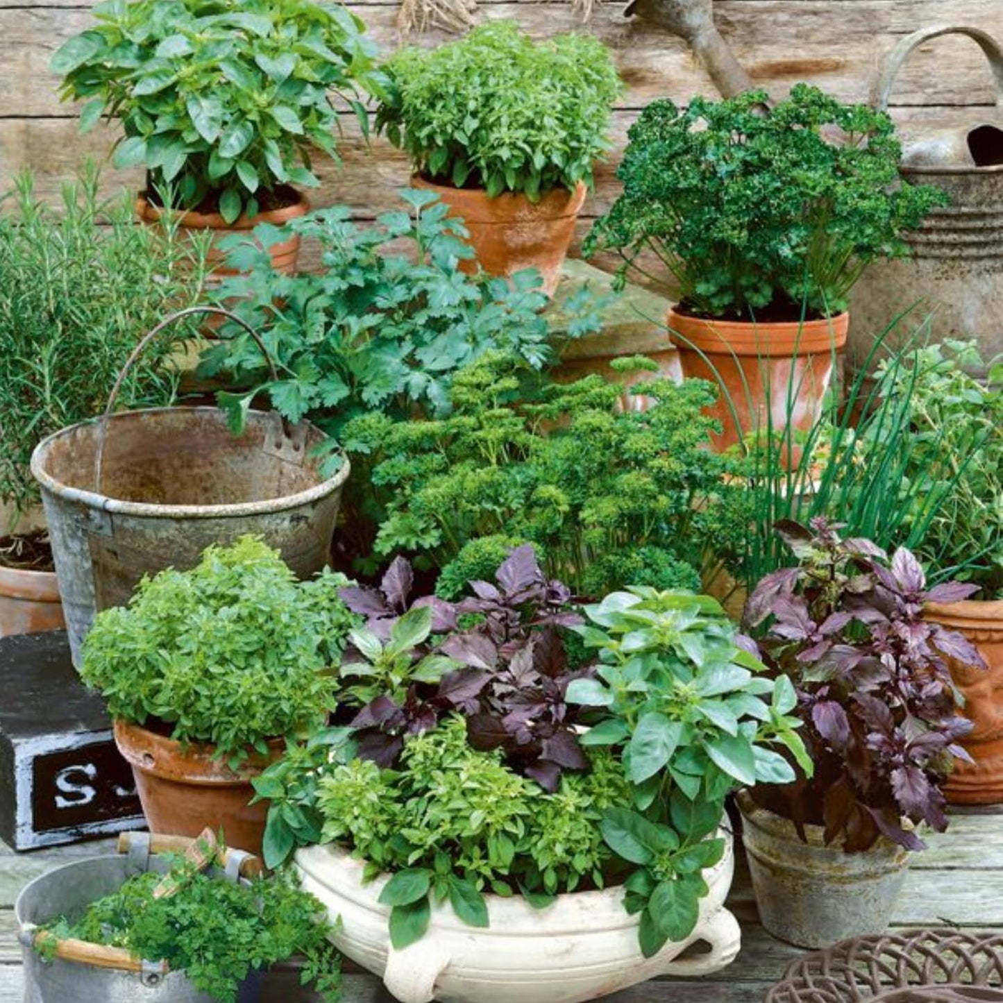 Set of 4 Assorted Herb Plants, 3-6 Inch Live Fragrant Herbs for Garden, Kitchen - Rosemary, Mint, Oregano, Basil, Lavender and More, Herb Bare Roots, Easy to Care